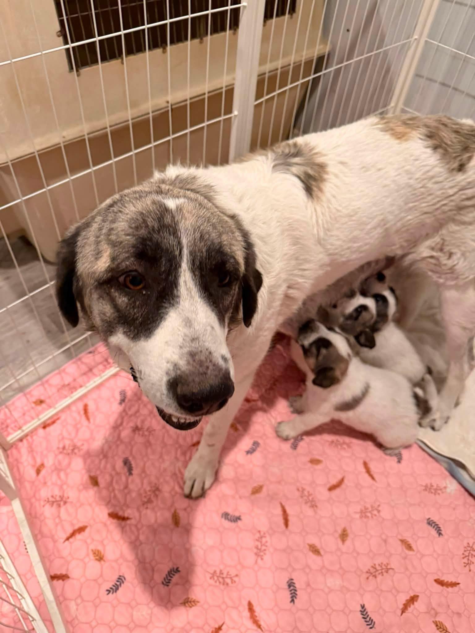 Luna, a ADOPTABLE Anatolian Shepherd in Agua Dulce, CA image 3/3