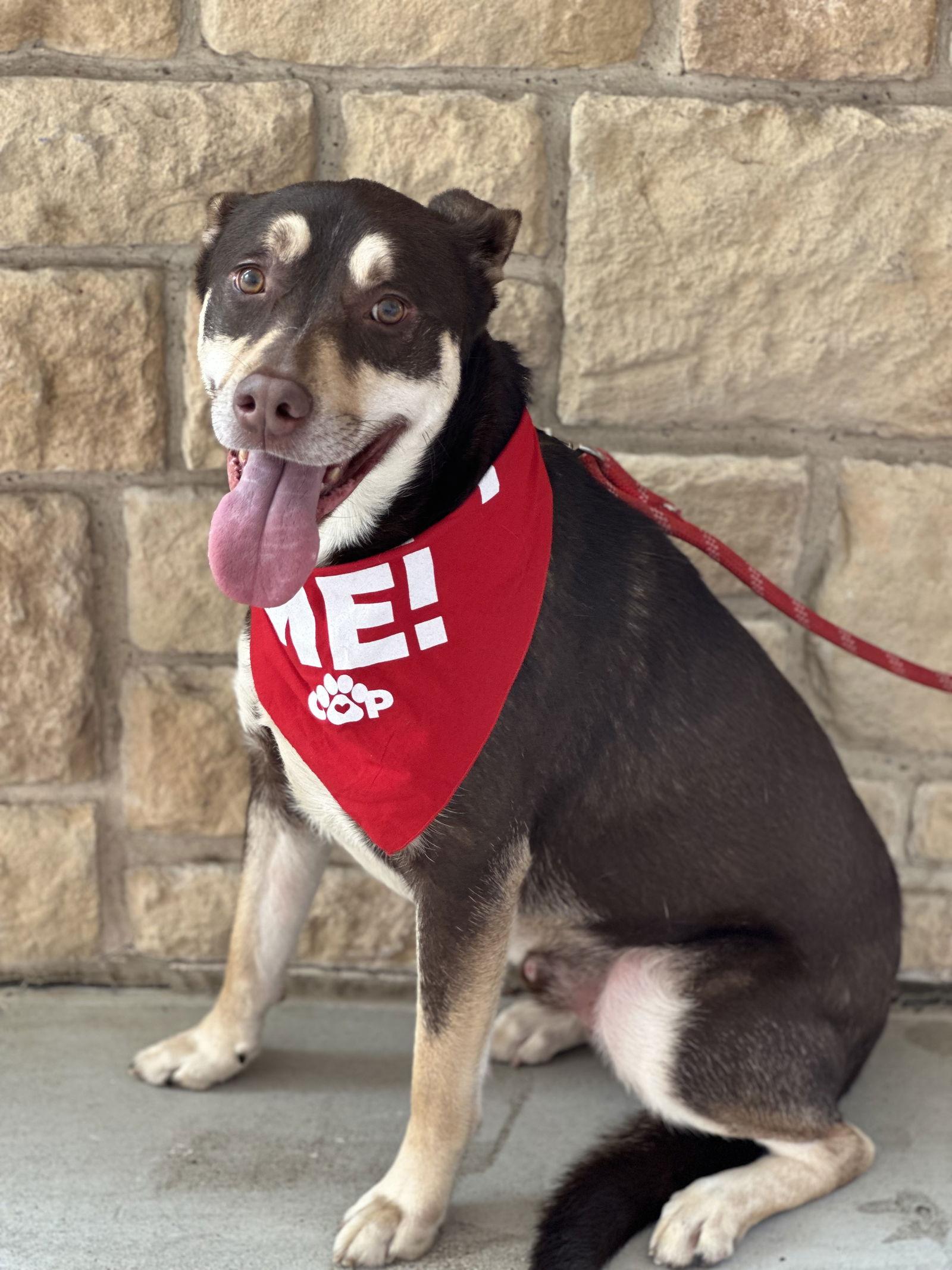Sage II, a Adoptable mixed breed in Euless, TX image 2/3