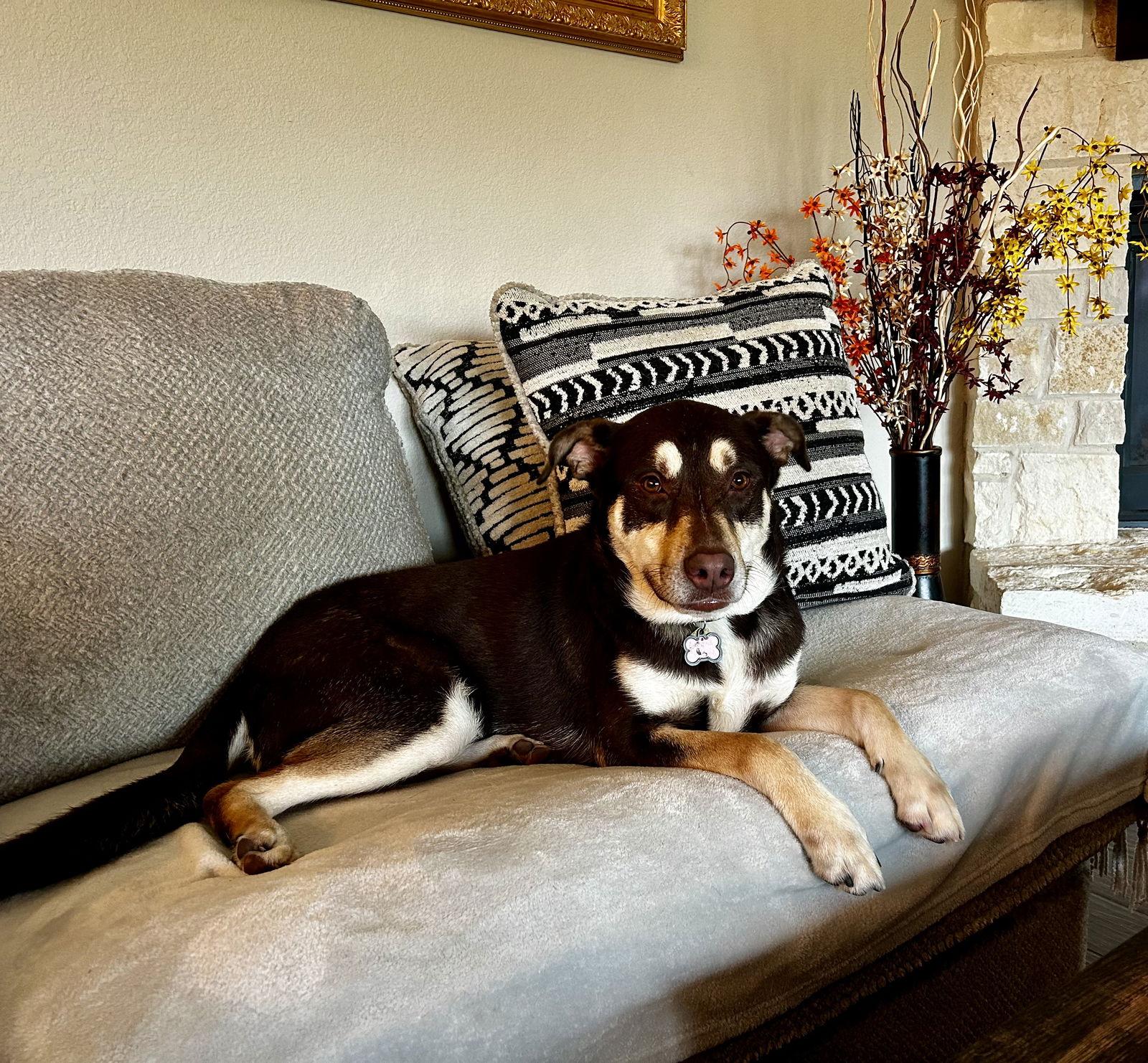 Sage II, a Adoptable mixed breed in Euless, TX image 3/3