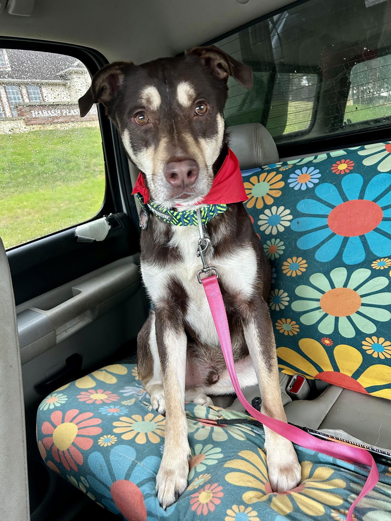 Enlarge Sage II, a Adoptable mixed breed in Euless, TX image 3/3