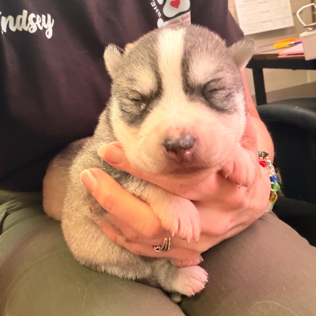 Adrienne, Adoptable, Puppy Female Shepherd & Husky.