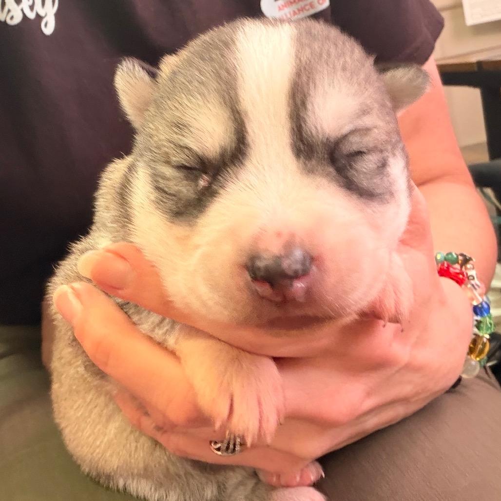 Enlarge Adrienne, a Adoptable mixed breed in Evensville, TN image 2/3