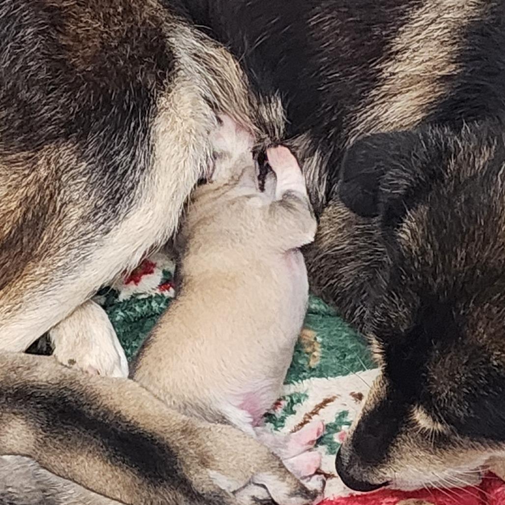 Enlarge Adrienne, a Adoptable mixed breed in Evensville, TN image 3/3