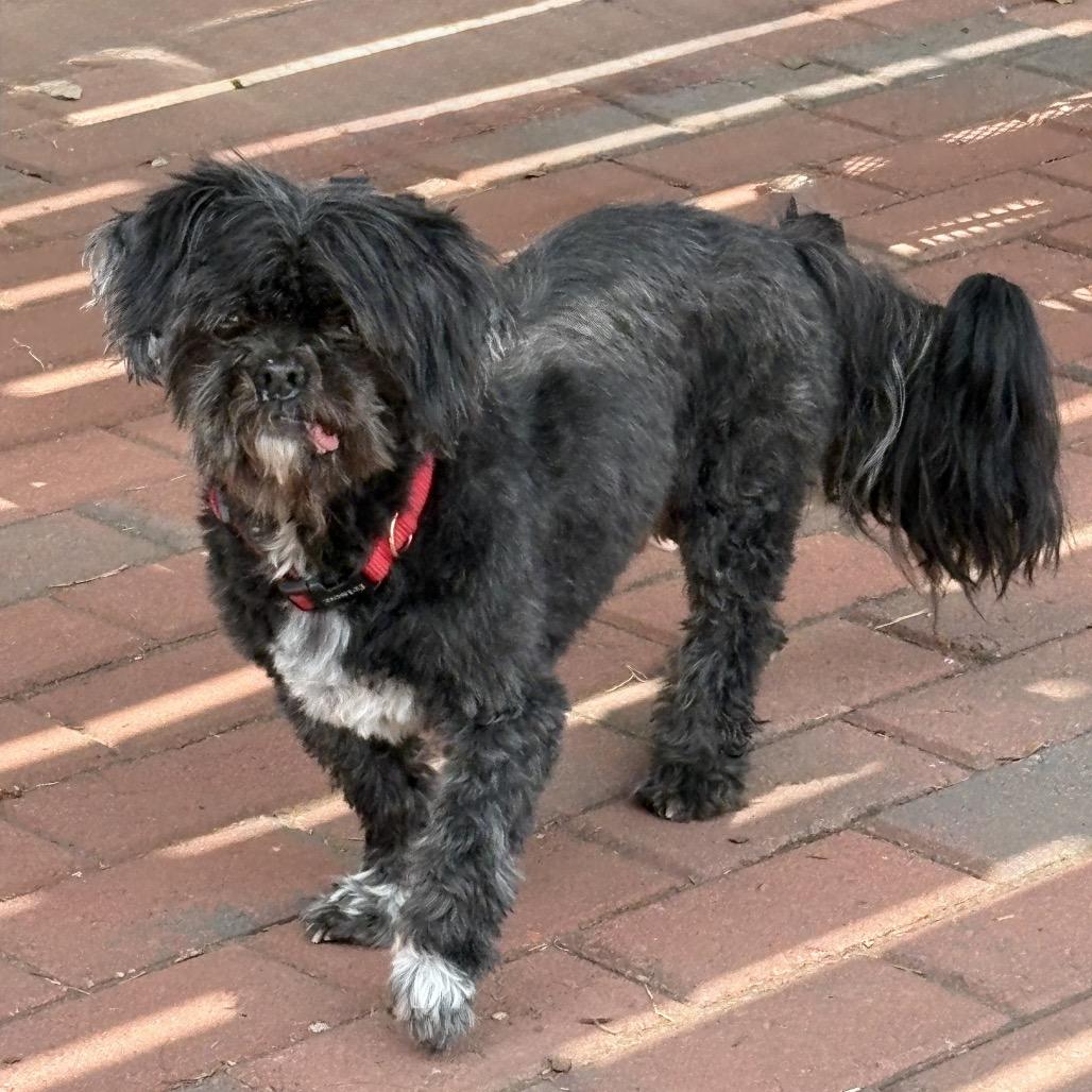 Cato 22727, Adoptable, Senior Male Shih Tzu & Mixed Breed.