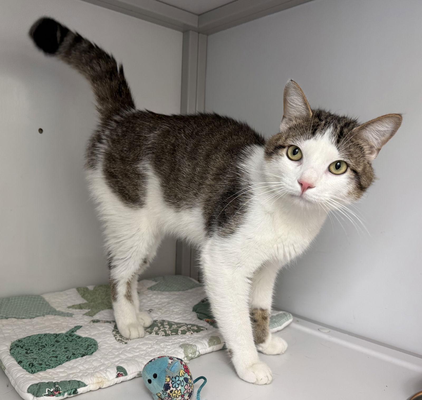 Enlarge Cinnamon, a Adoptable Domestic Short Hair in Alexandria, VA image 1/3