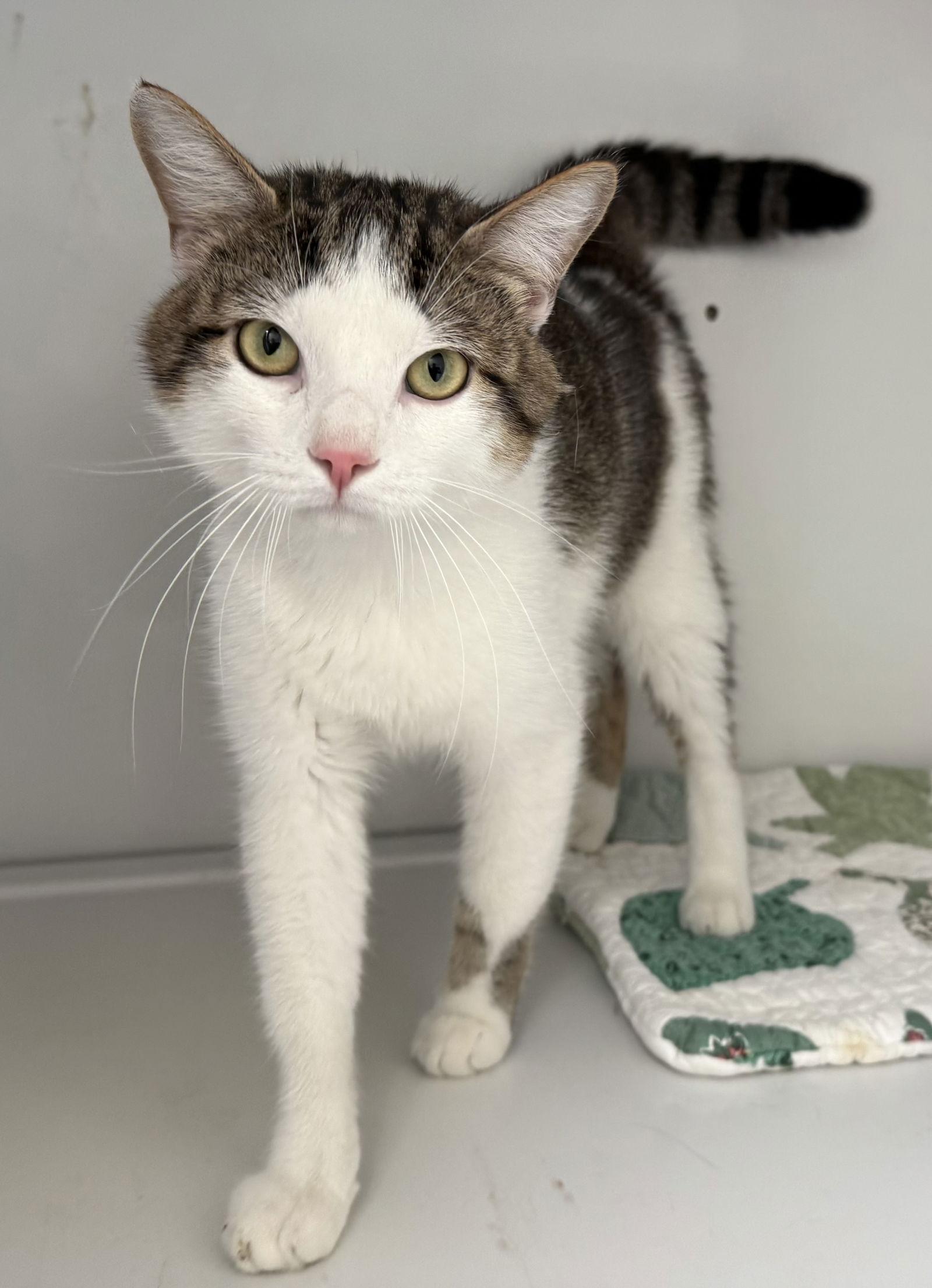 Enlarge Cinnamon, a Adoptable Domestic Short Hair in Alexandria, VA image 2/3