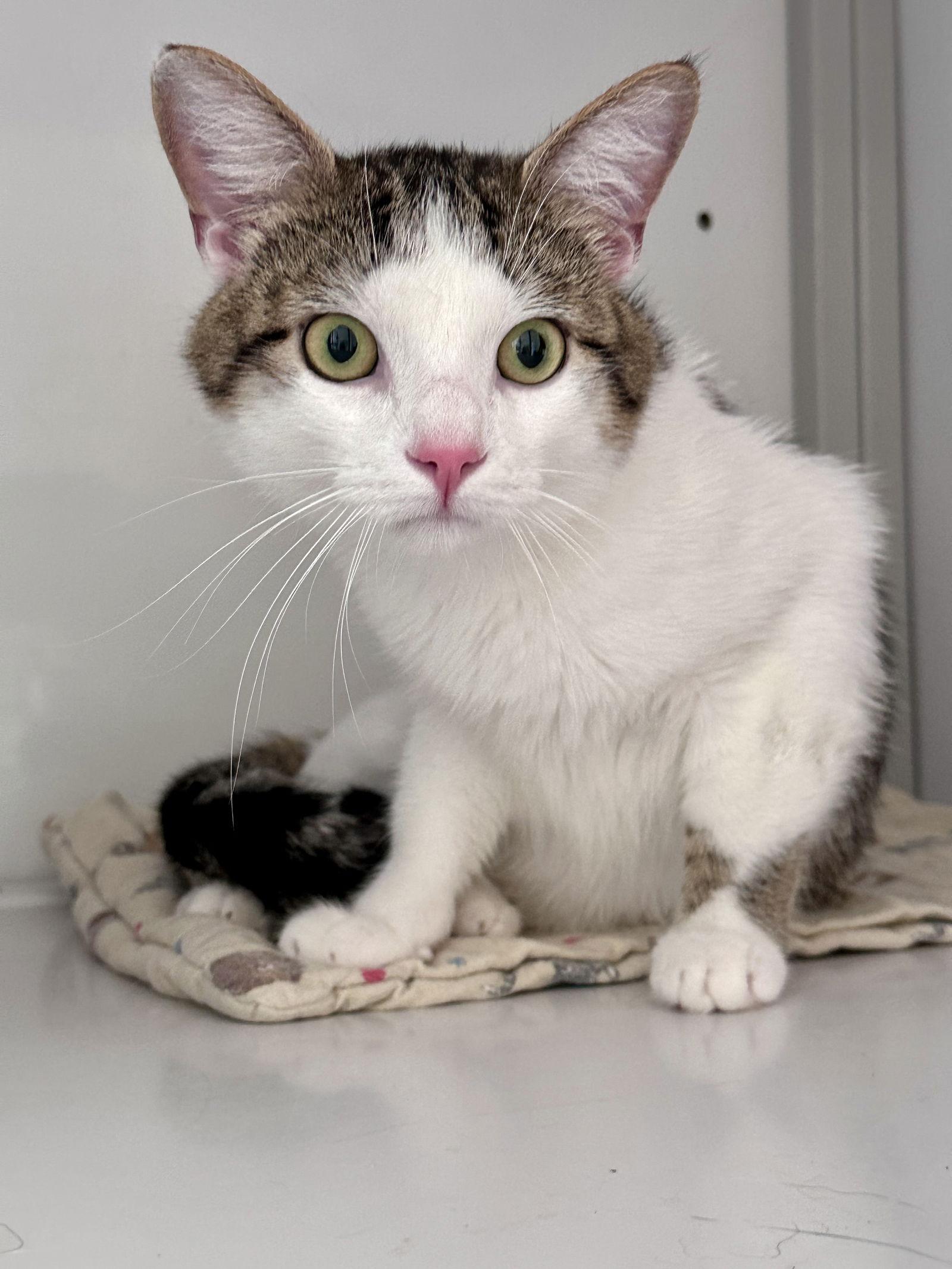 Enlarge Cinnamon, a Adoptable Domestic Short Hair in Alexandria, VA image 3/3