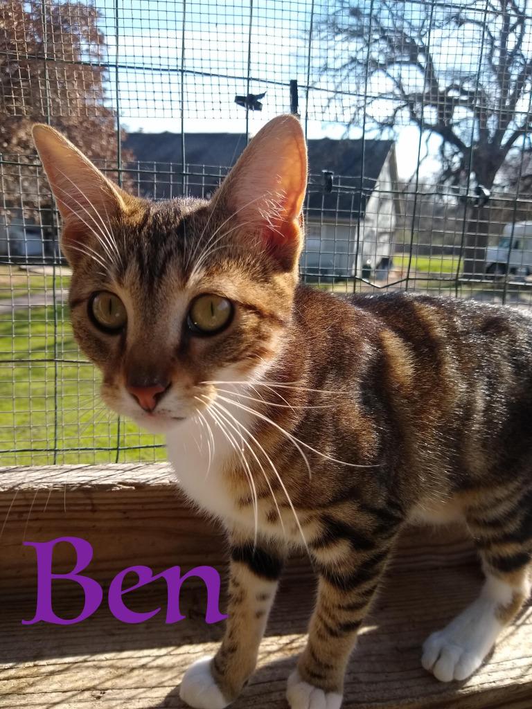 Enlarge Ben, a Adoptable mixed breed in Seagoville, TX image 1/4