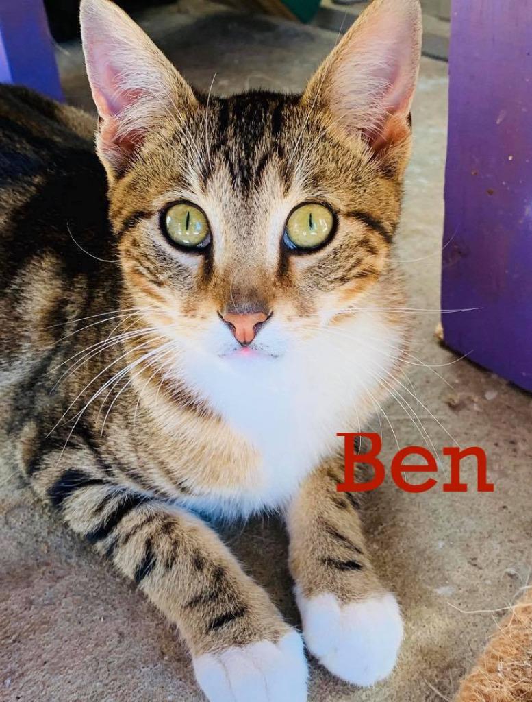 Enlarge Ben, a Adoptable mixed breed in Seagoville, TX image 1/6