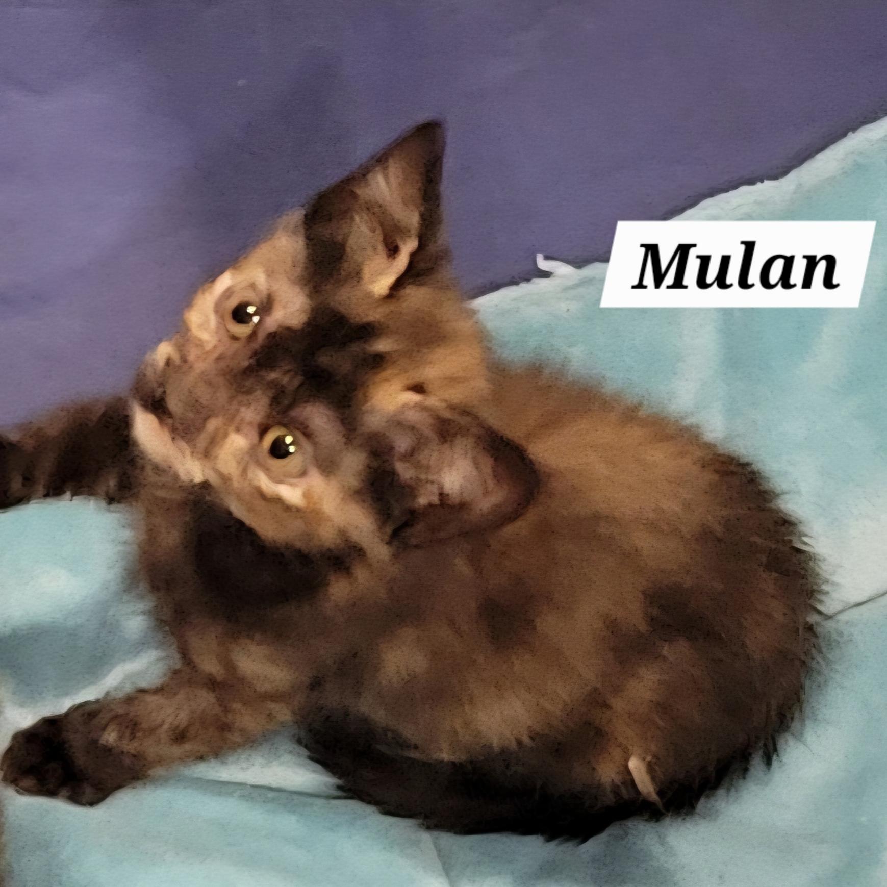 Enlarge Mulan, a Adoptable Domestic Short Hair in Green Brook, NJ image 1/1