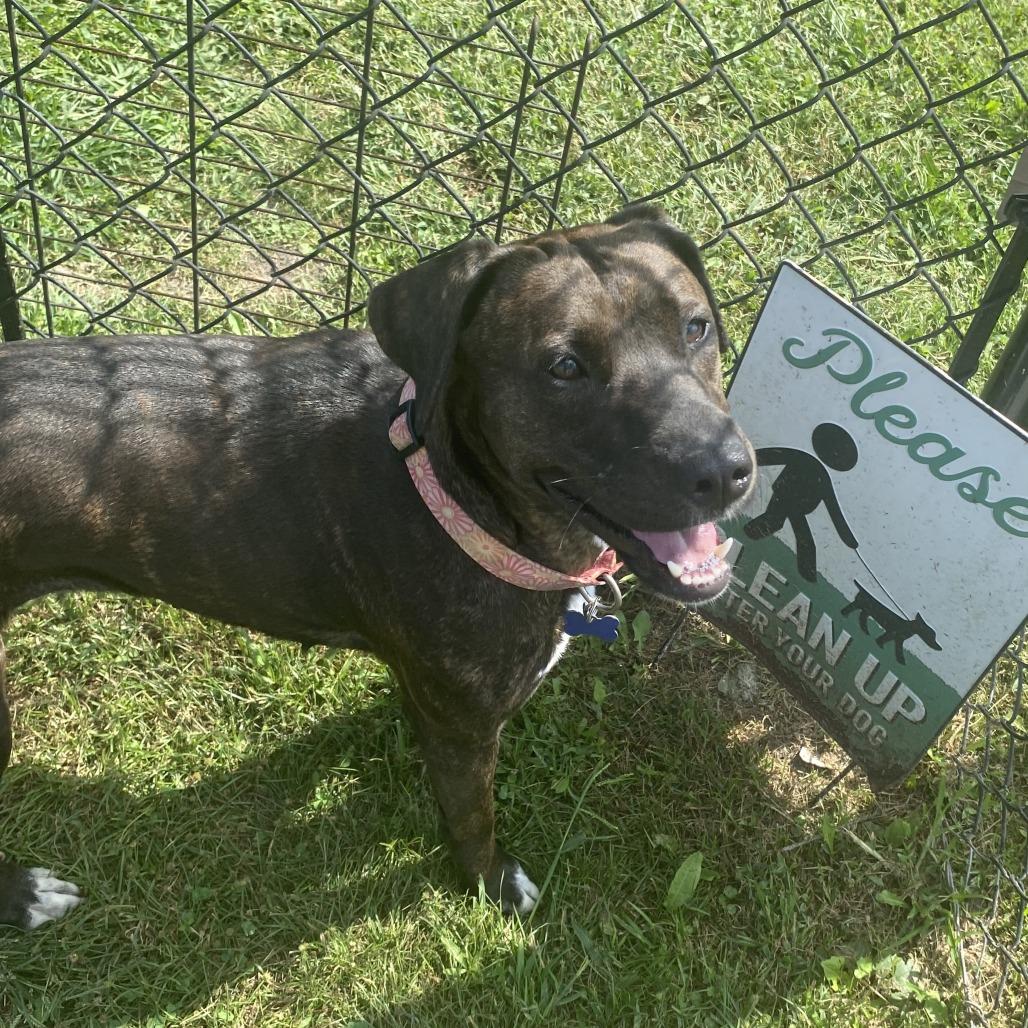 Valkyrie, Adoptable, Adult Female Mixed Breed.