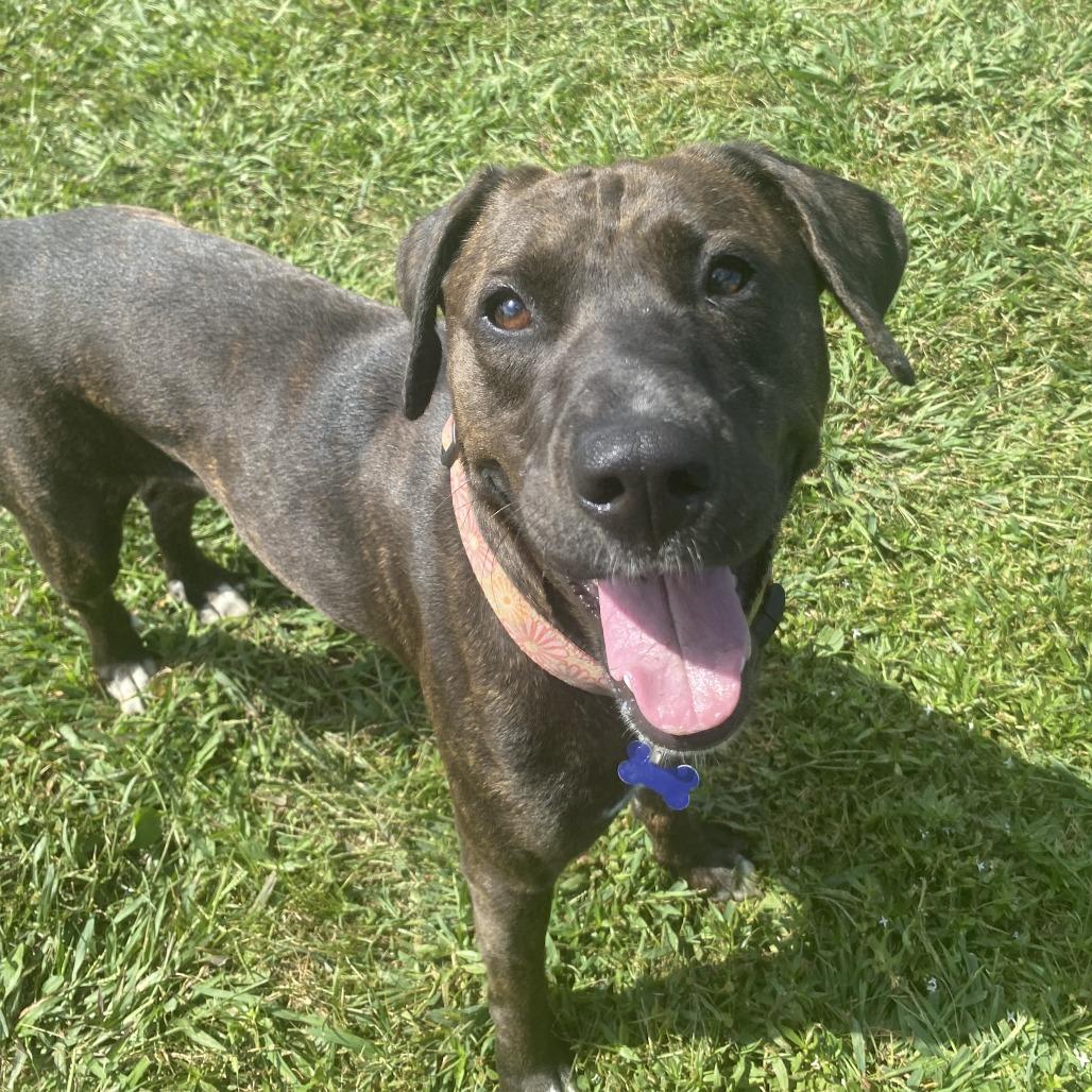 Enlarge Valkyrie, a Adoptable Mixed Breed in Fletcher, NC image 2/5