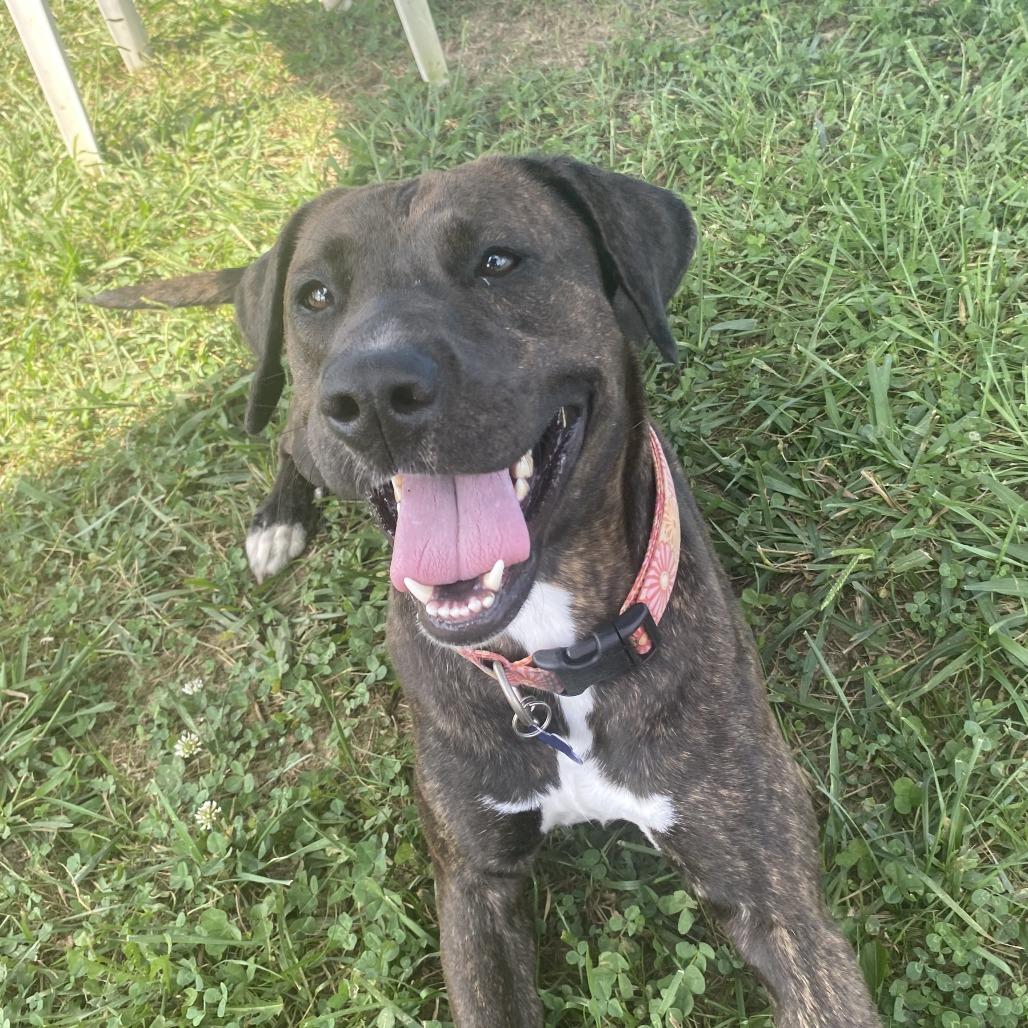 Enlarge Valkyrie, a Adoptable Mixed Breed in Fletcher, NC image 3/5