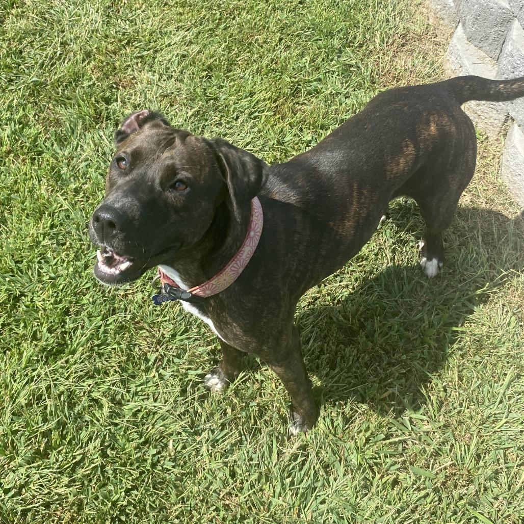 Enlarge Valkyrie, a Adoptable Mixed Breed in Fletcher, NC image 4/5