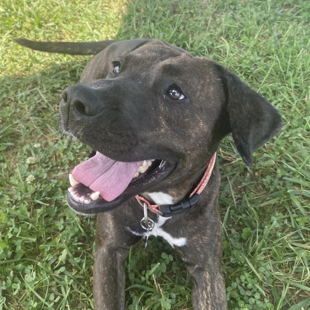 Enlarge Valkyrie, a Adoptable Mixed Breed in Fletcher, NC image 5/5