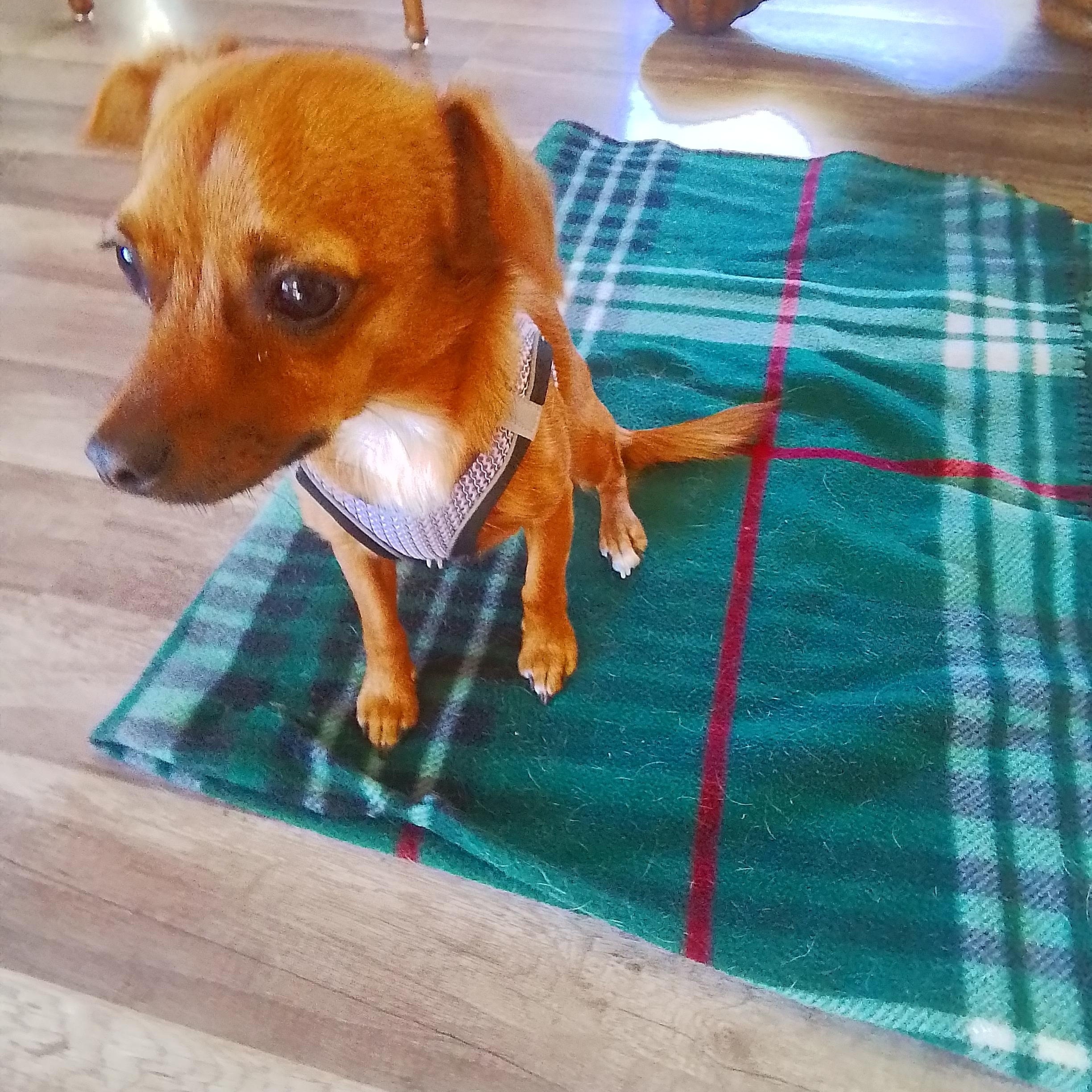 Enlarge William, a Adoptable mixed breed in Oroville, WA image 6/6