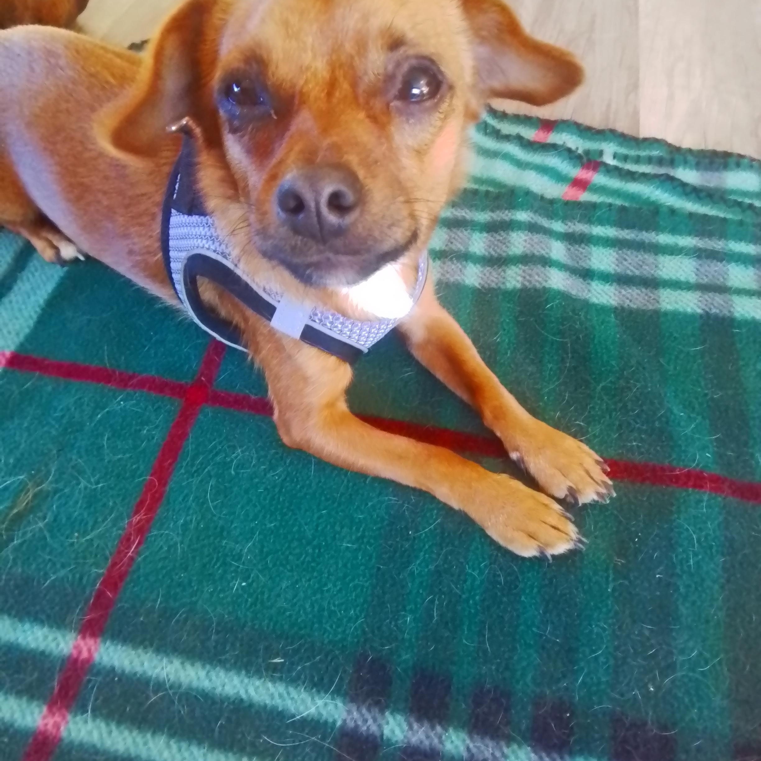 Enlarge William, a Adoptable mixed breed in Oroville, WA image 3/6