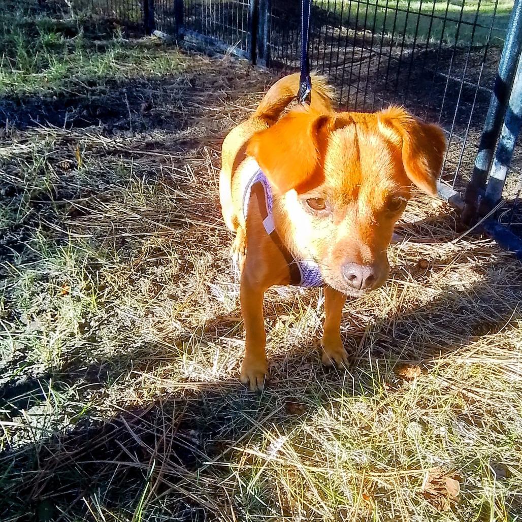 Enlarge William, a Adoptable mixed breed in Oroville, WA image 2/6
