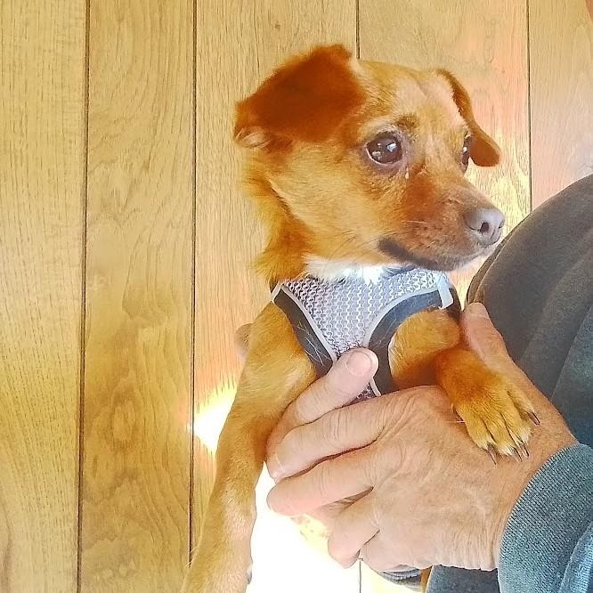William, Adoptable, Young Male Dachshund & Chihuahua.