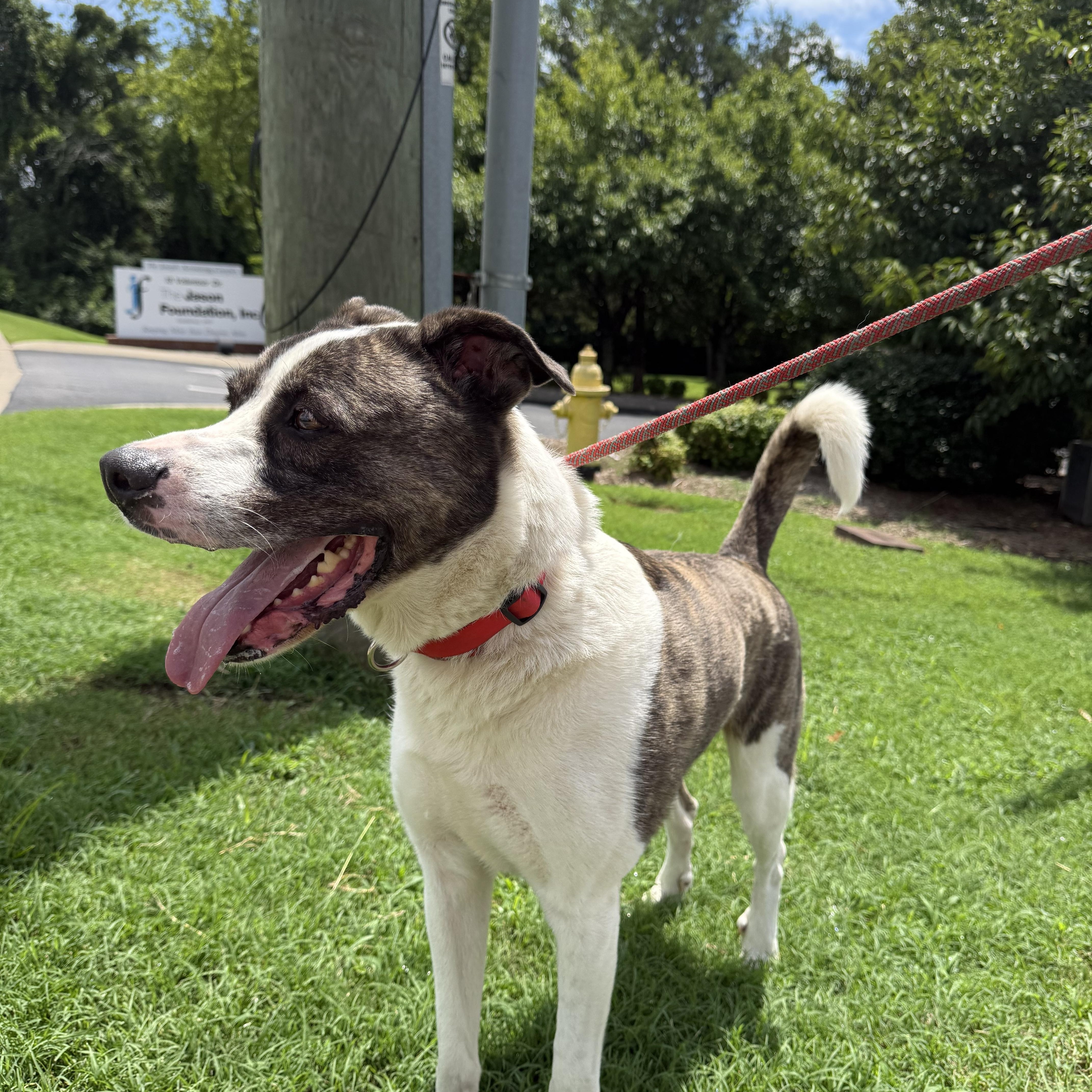 Enlarge Nate, a ADOPTABLE Mixed Breed in Hendersonville, TN image 1/1