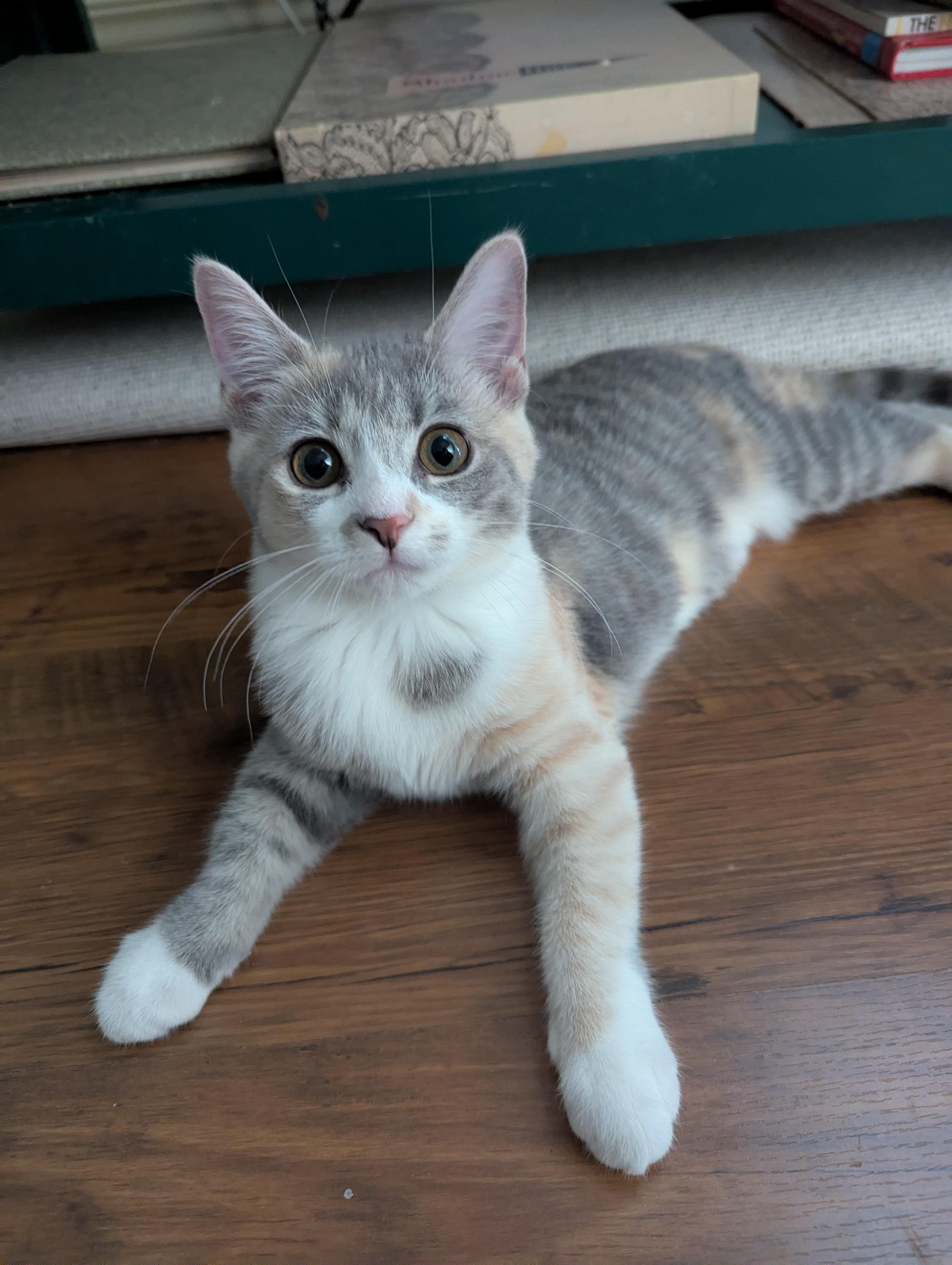 Enlarge Lockett, a Adopted Domestic Short Hair in Louisville, KY image 1/1