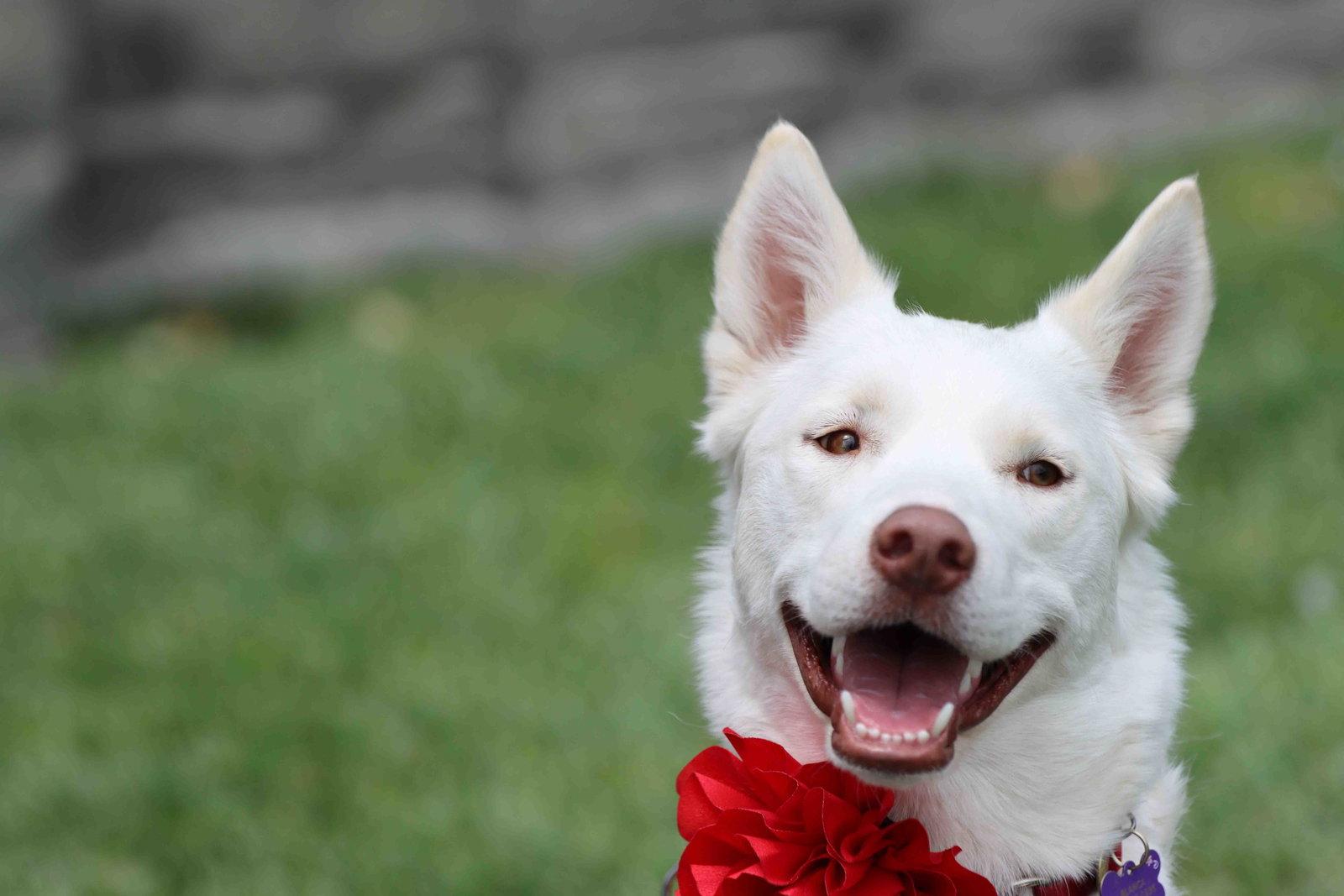 Enlarge Blanca, a Adoptable Siberian Husky in Walnut Creek, CA image 1/3