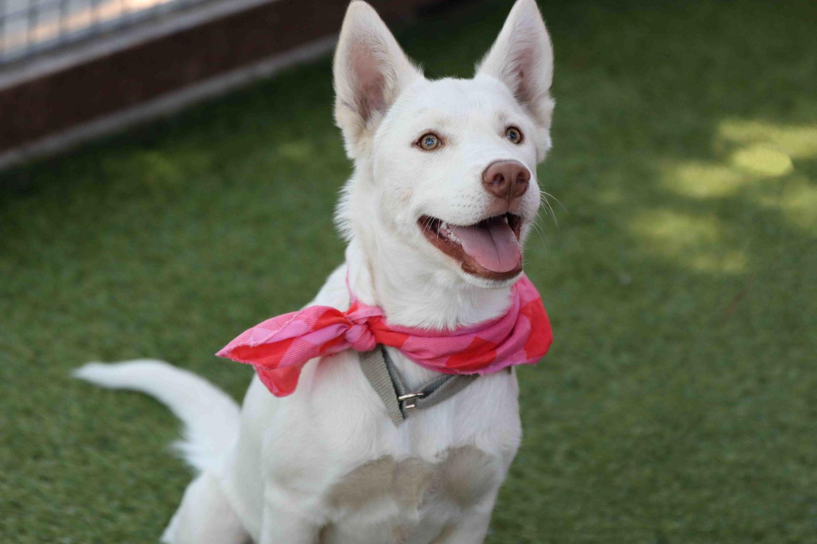 Blanca, Adoptable, Young Female Siberian Husky.