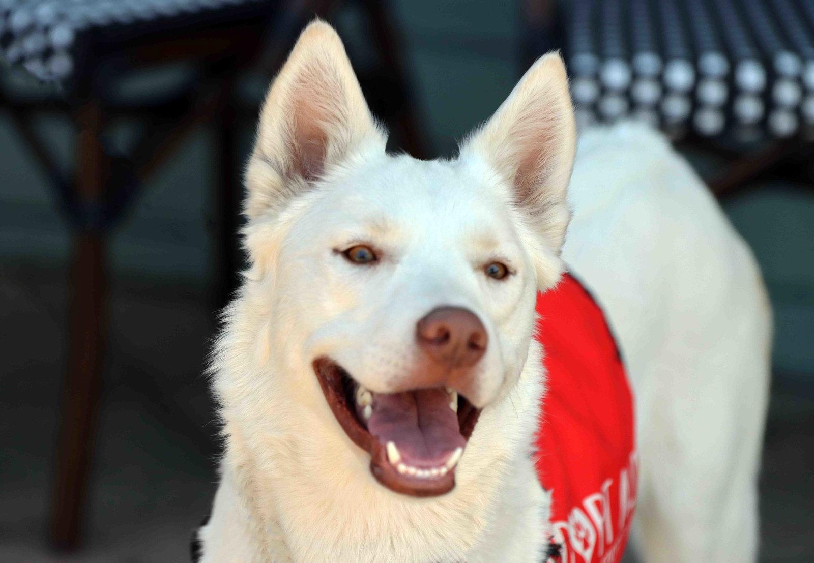 Blanca, a Adoptable Siberian Husky in Walnut Creek, CA image 1/3