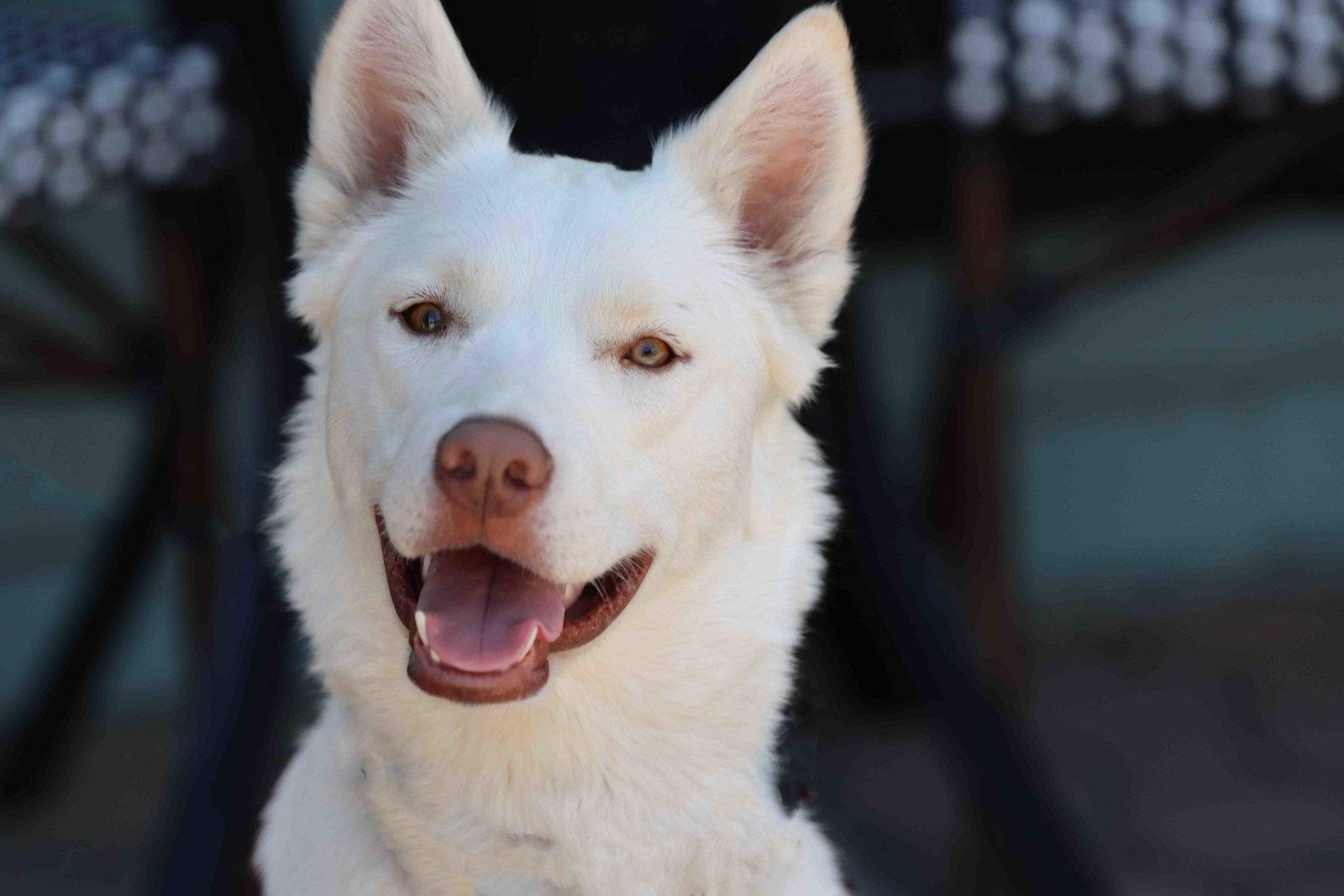 Blanca, a Adoptable Siberian Husky in Walnut Creek, CA image 2/3