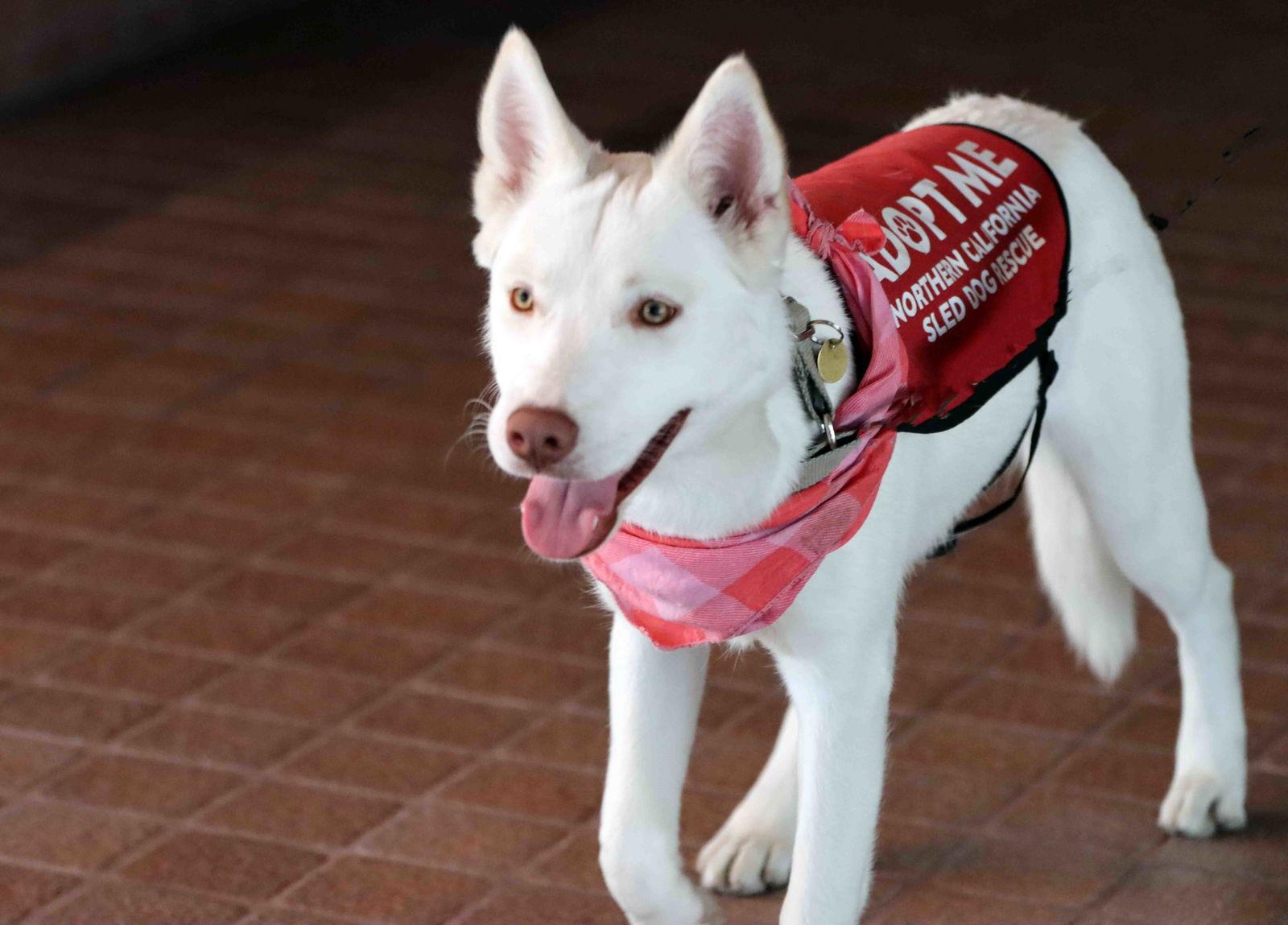 Blanca, Adoptable, Puppy Female Siberian Husky.