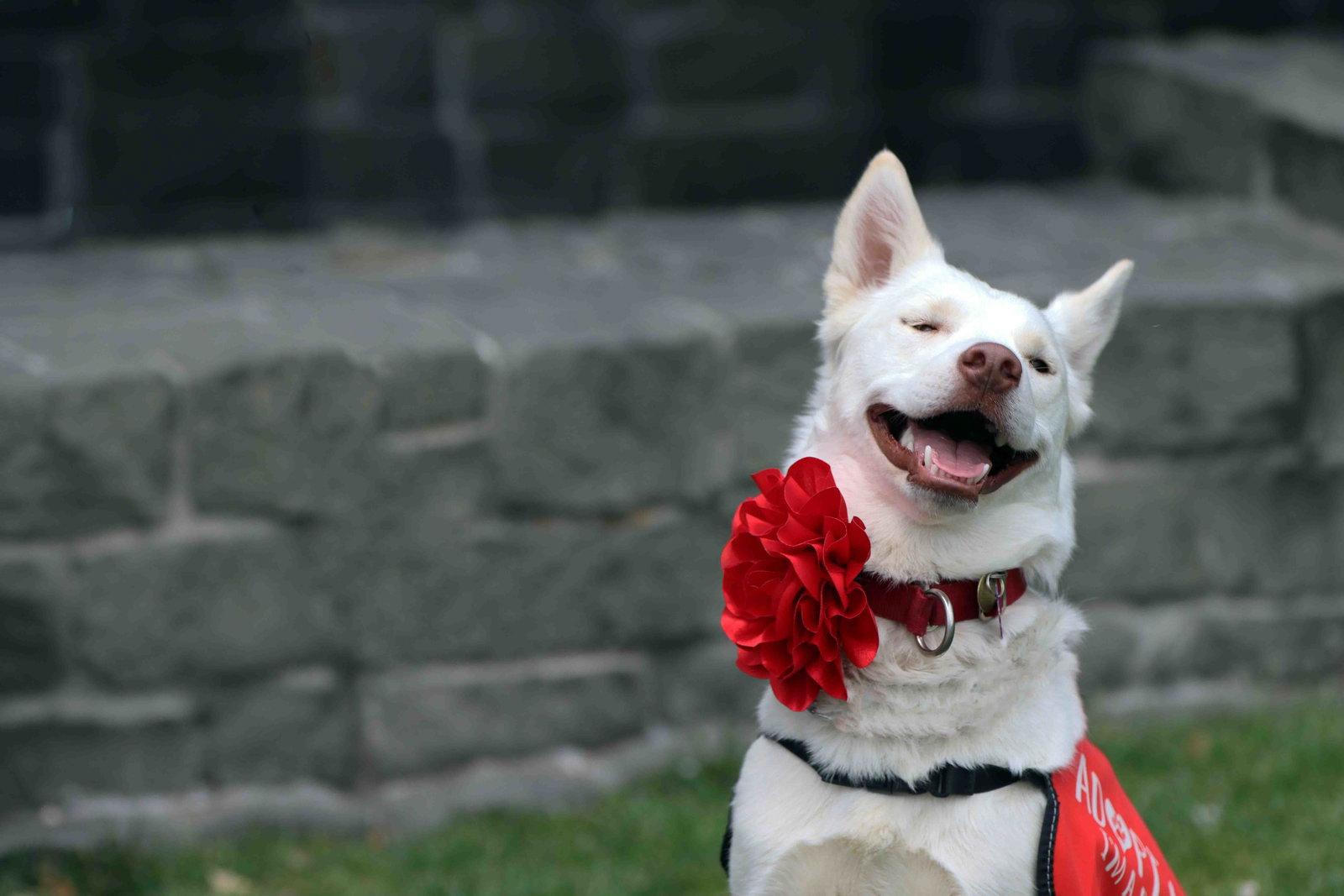 Enlarge Blanca, a Adoptable Siberian Husky in Walnut Creek, CA image 2/3