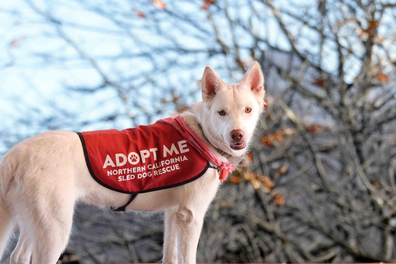 Enlarge Blanca, a Adoptable Siberian Husky in Walnut Creek, CA image 2/3