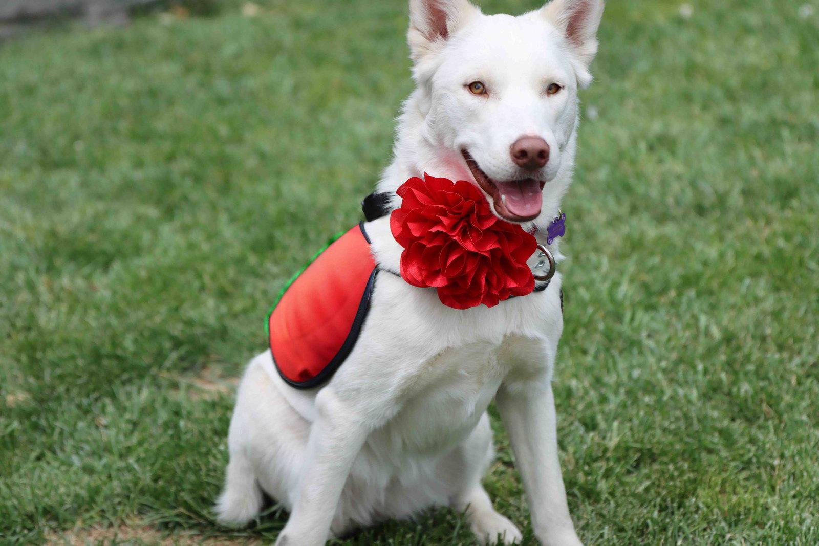 Enlarge Blanca, a Adoptable Siberian Husky in Walnut Creek, CA image 3/3