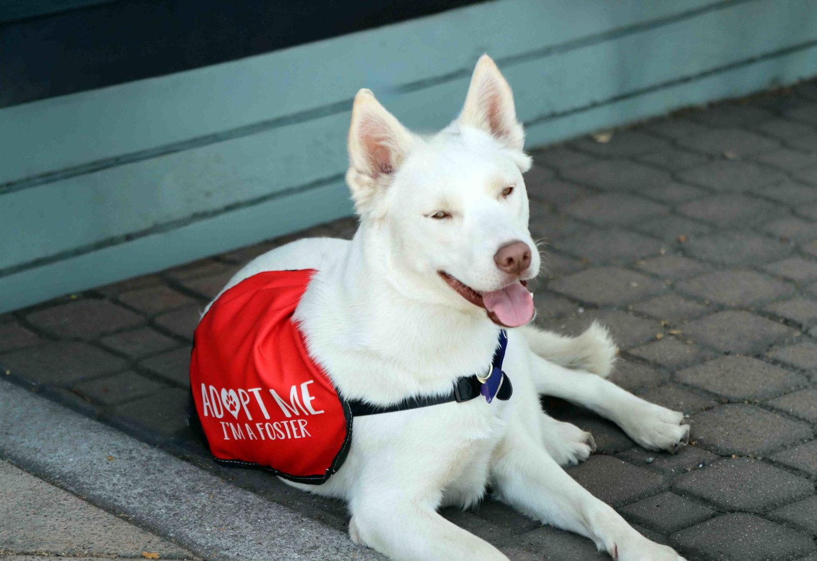 Blanca, a Adoptable Siberian Husky in Walnut Creek, CA image 3/3