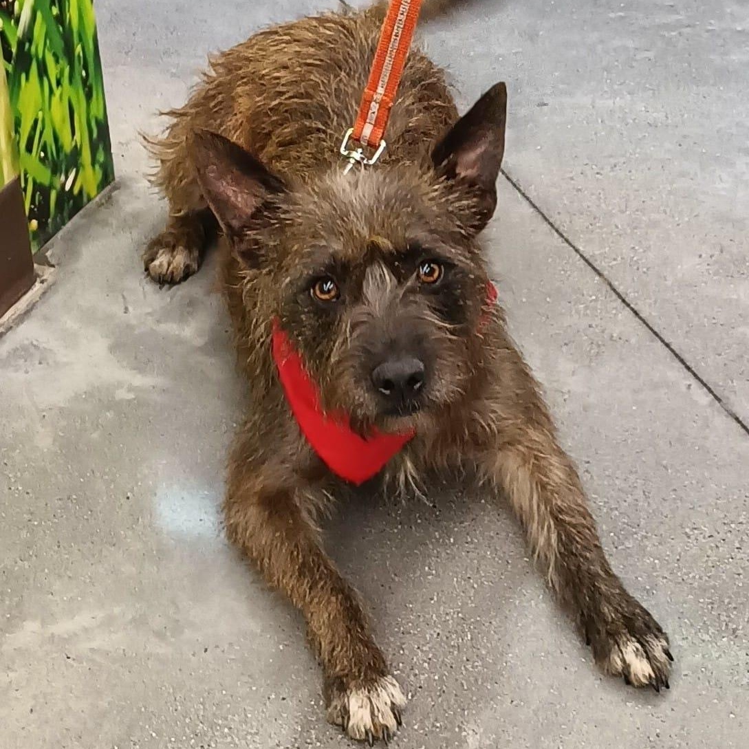 Enlarge Vannia, a Adoptable mixed breed in San Diego, CA image 2/6