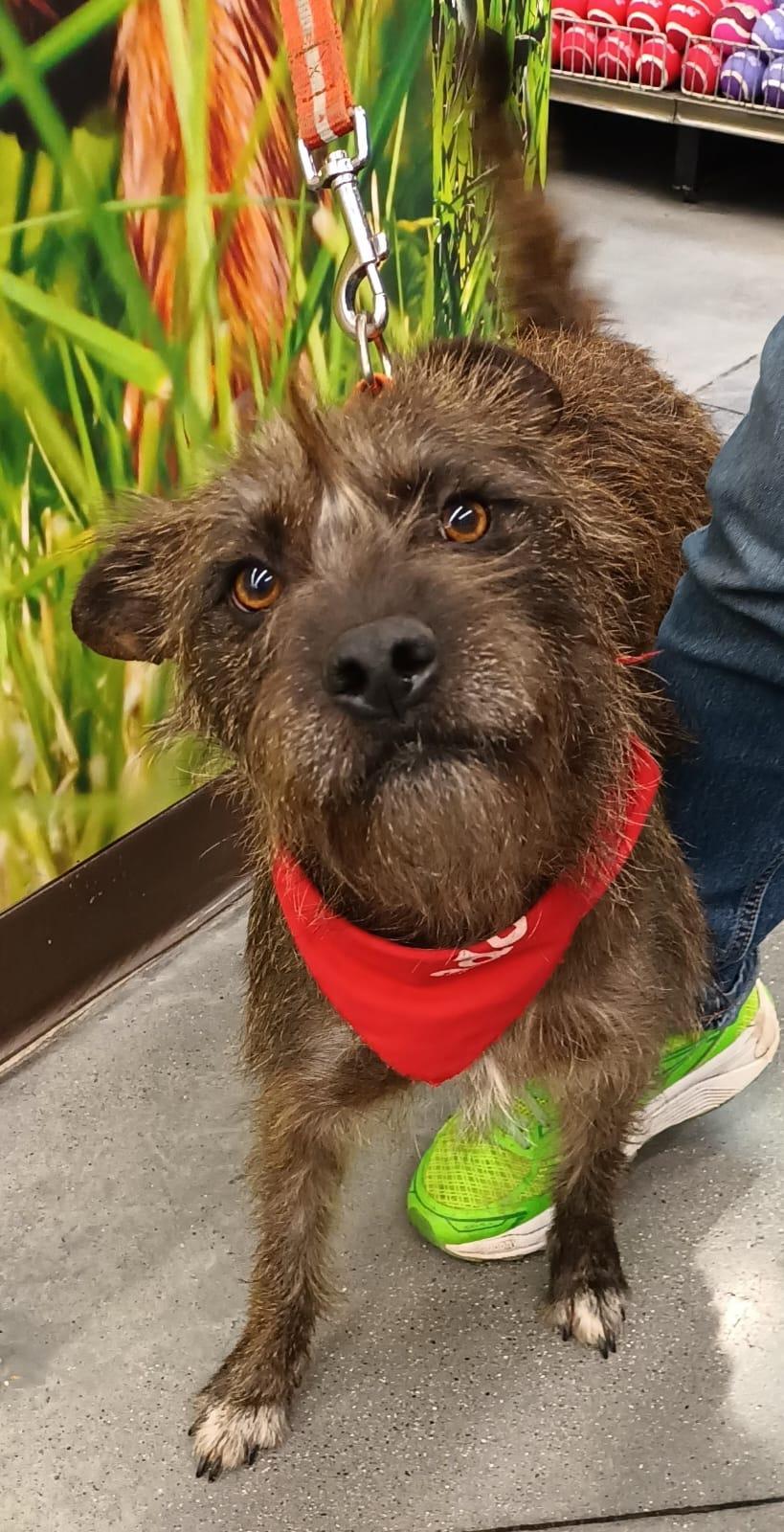 Enlarge Vannia, a Adoptable mixed breed in San Diego, CA image 4/6