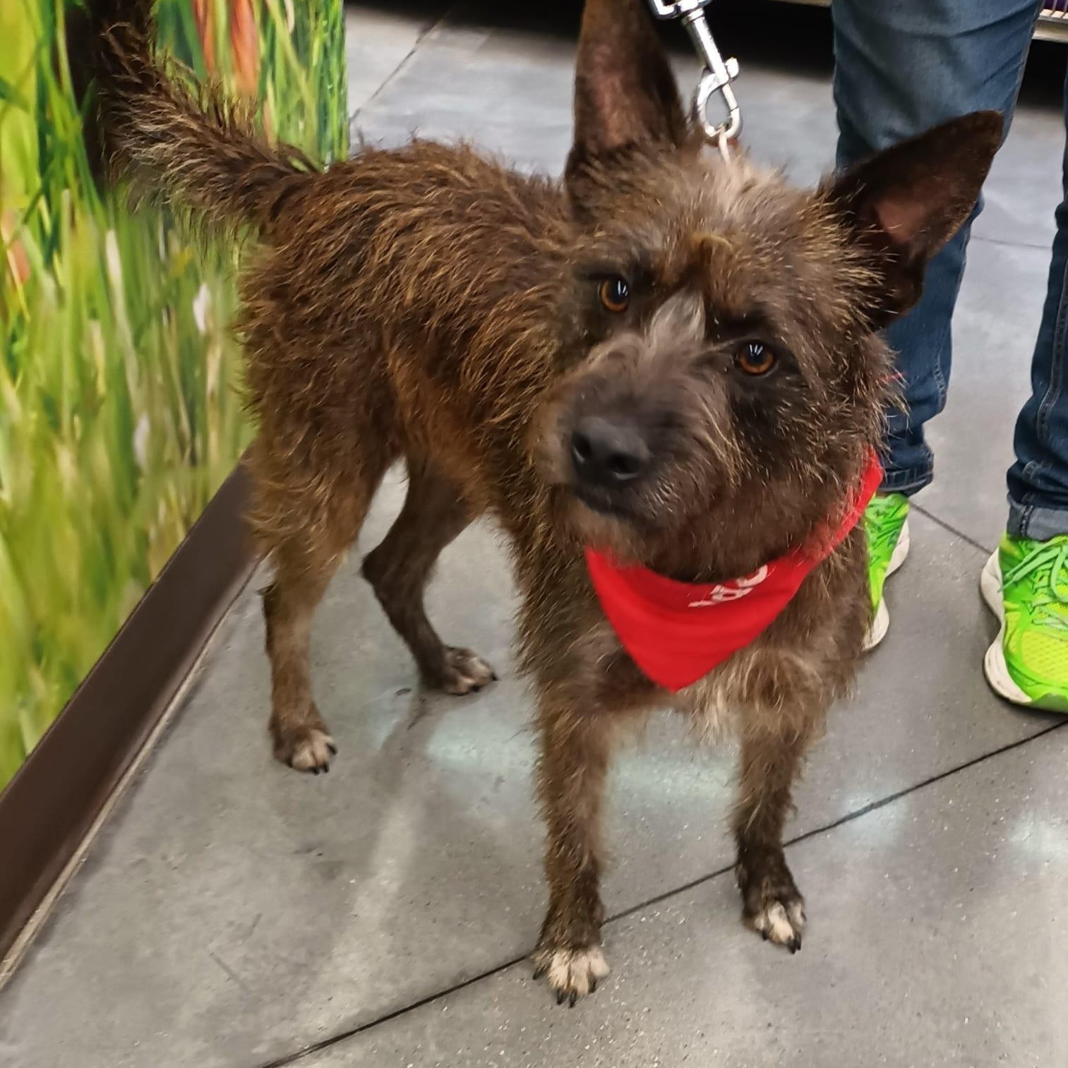 Enlarge Vannia, a Adoptable mixed breed in San Diego, CA image 1/6