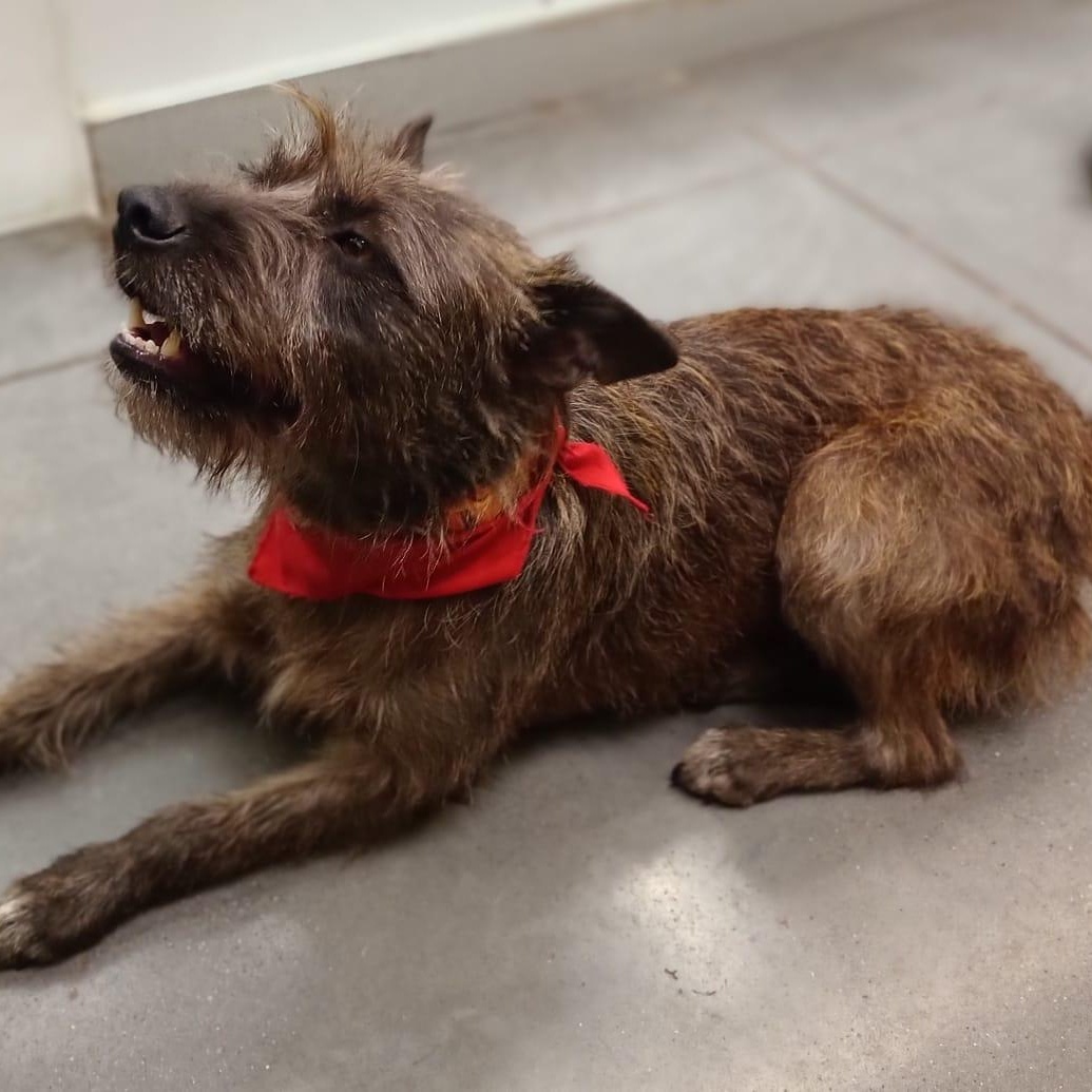 Enlarge Vannia, a Adoptable mixed breed in San Diego, CA image 5/6