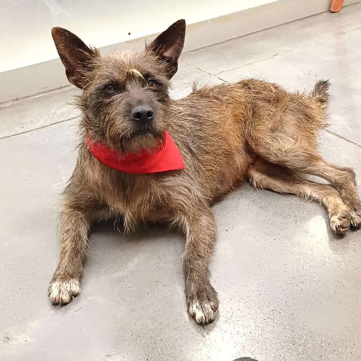 Enlarge Vannia, a Adoptable mixed breed in San Diego, CA image 3/6