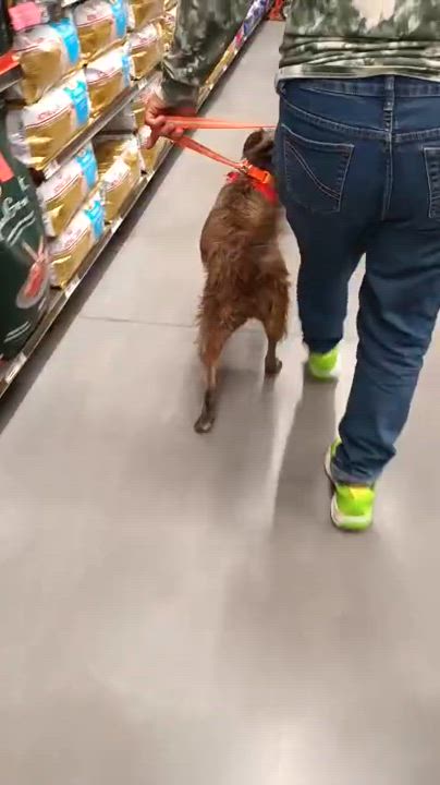 Enlarge Vannia, a Adoptable mixed breed in San Diego, CA video 6/6