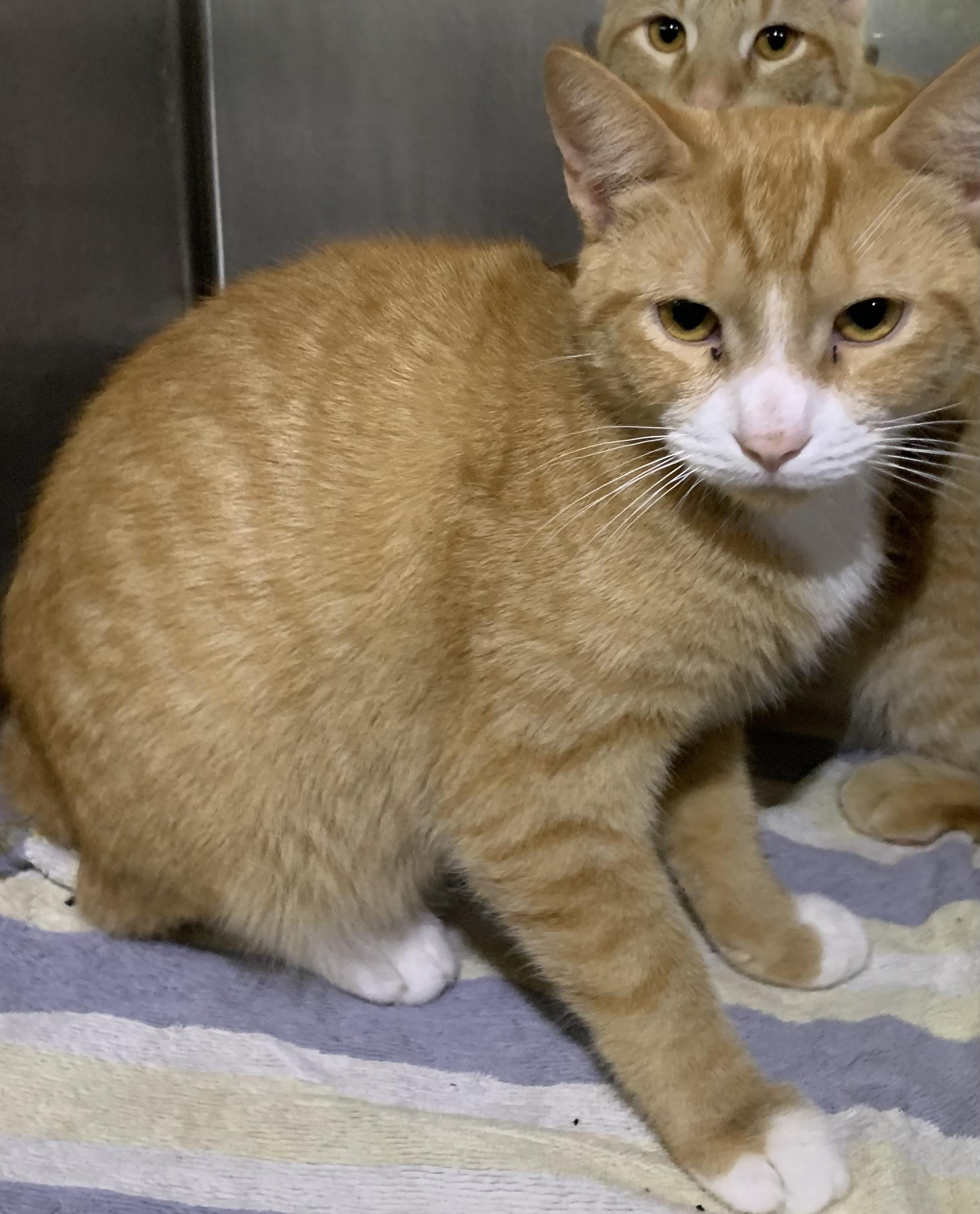 Ronald, Adoptable, Adult Male Domestic Short Hair.
