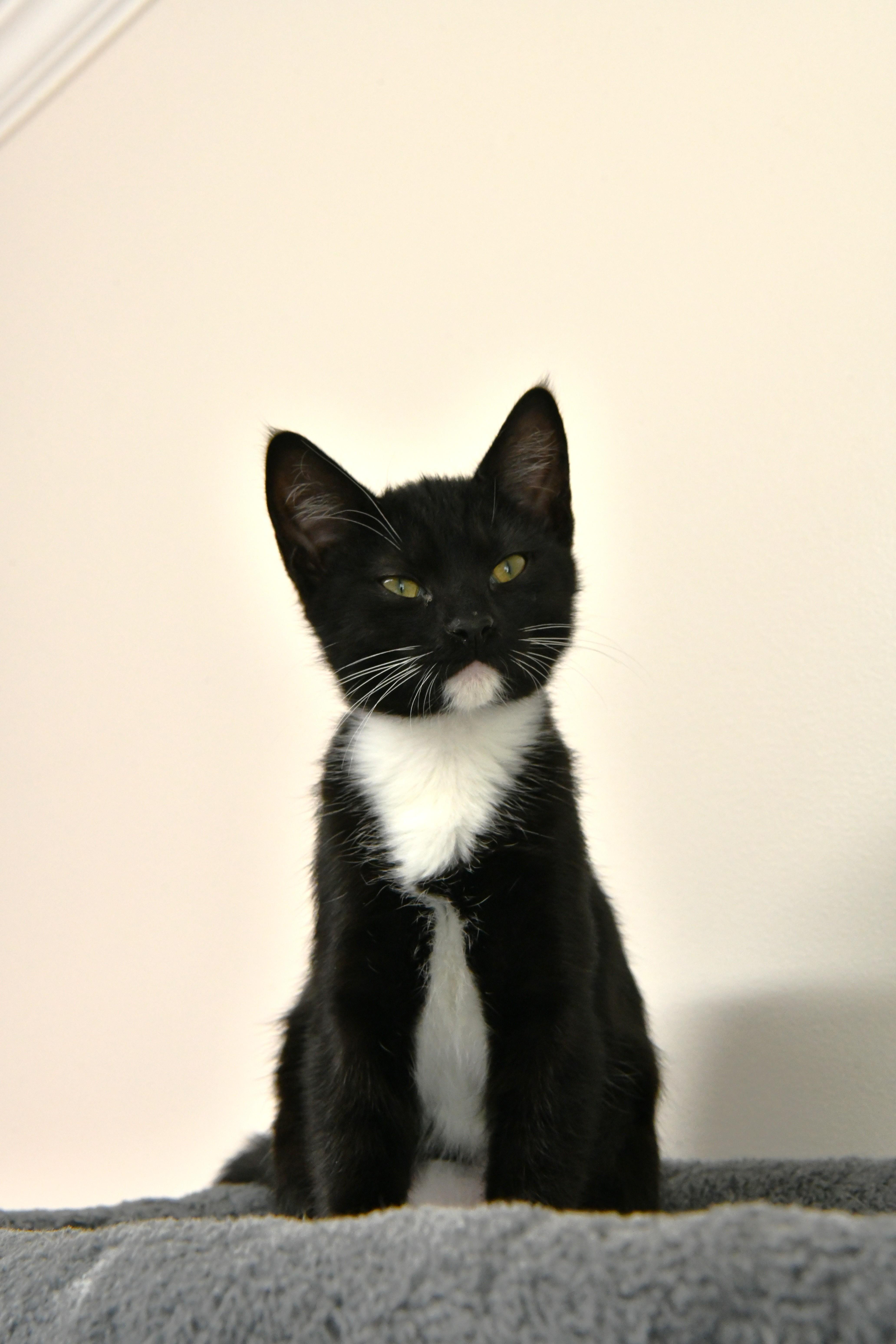 Crush, ADOPTABLE, Young Female Domestic Short Hair.