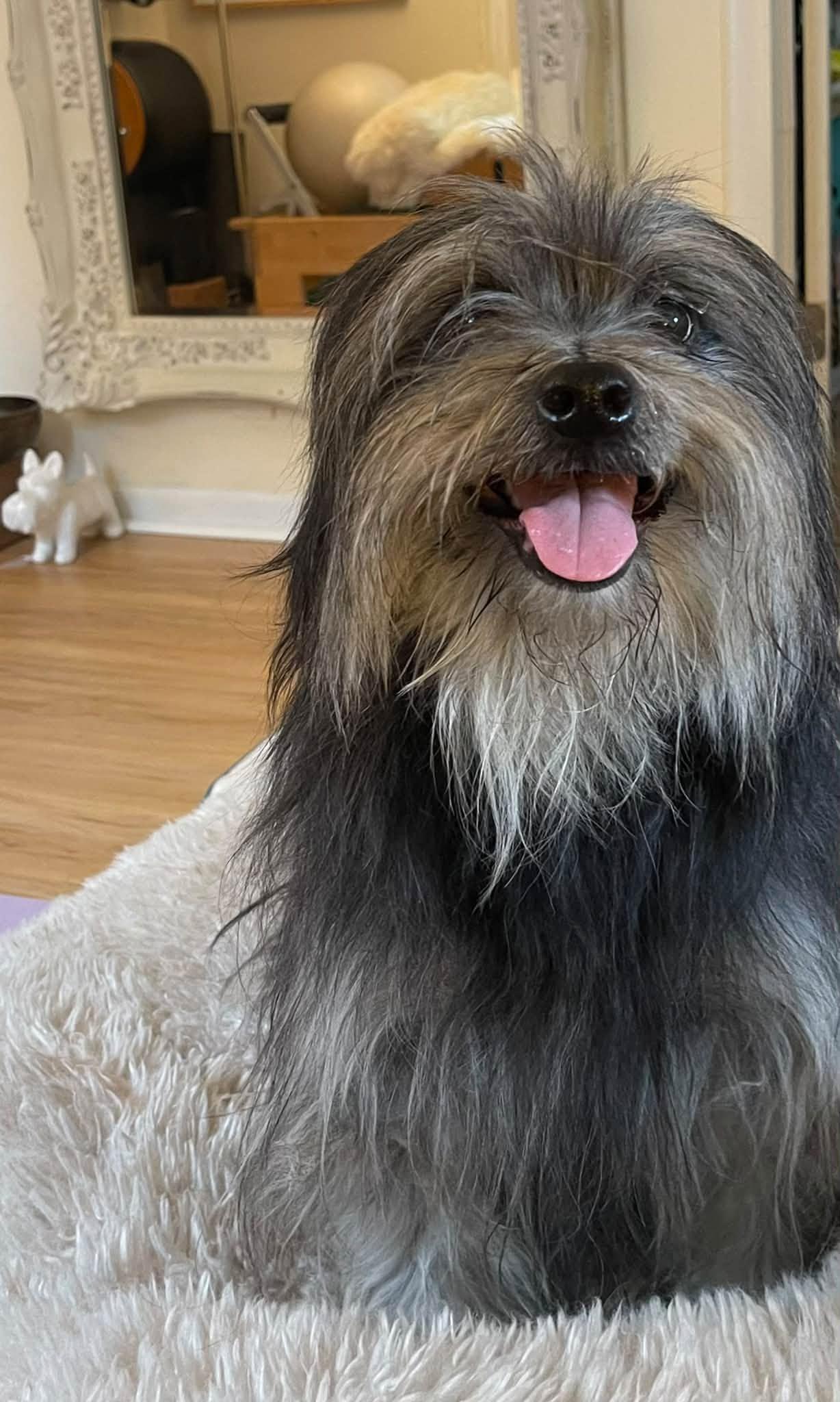 Enlarge Tashi, a Adoptable mixed breed in Grosse Pointe Park, MI image 1/4