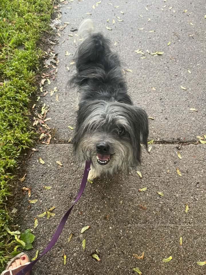 Enlarge Tashi, a Adoptable mixed breed in Grosse Pointe Park, MI image 4/4
