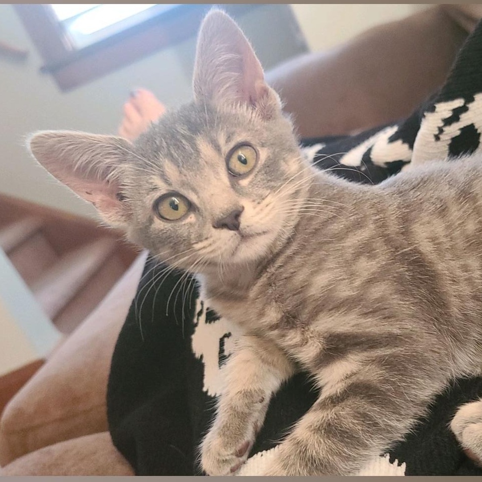 Vivian, Adoptable, Young Female Domestic Short Hair.