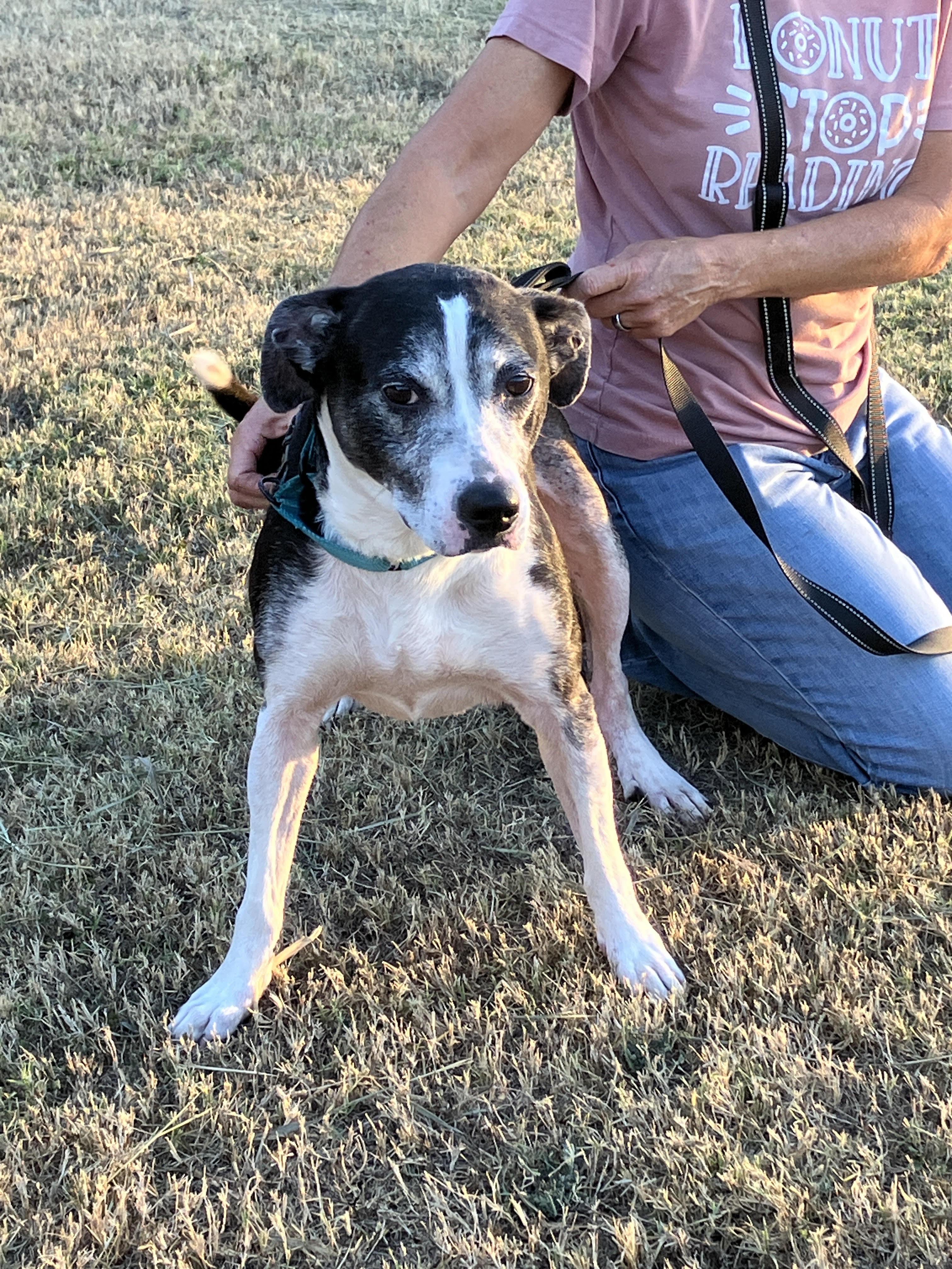 Enlarge DOMINO-Gentle Soul, a Adoptable mixed breed in Comanche, TX image 5/6