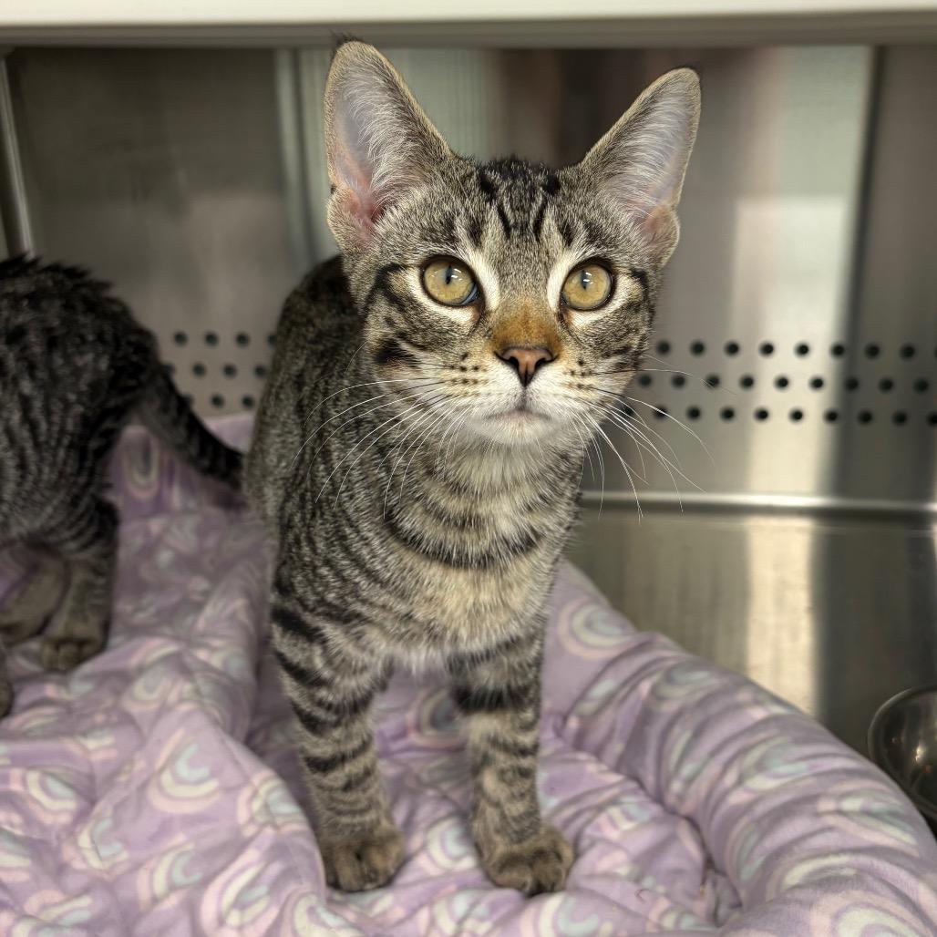 Stel, Adoptable, Kitten Male Domestic Short Hair.
