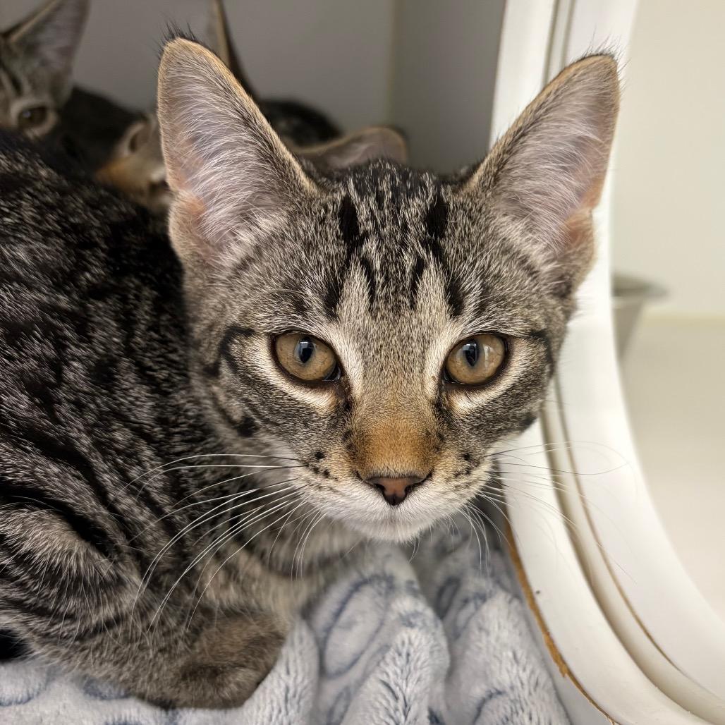 Stel, a Adoptable Domestic Short Hair in Saskatoon, SK image 2/2
