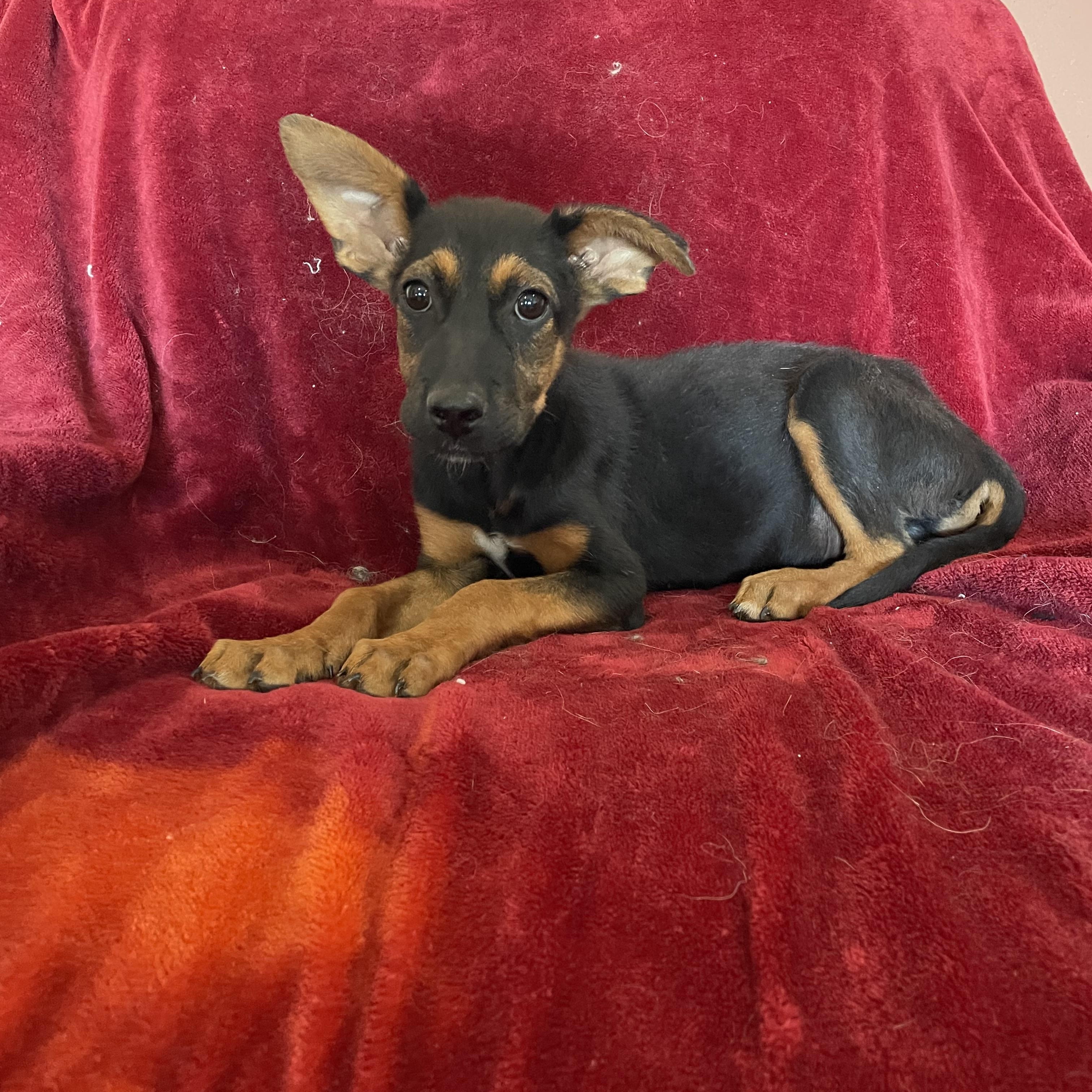 Bingo, Adoptable, Young Male German Pinscher & Miniature Pinscher.