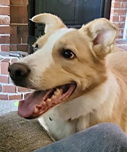 Enlarge Dexter, a Adoptable Australian Shepherd in Omaha, NE image 1/3
